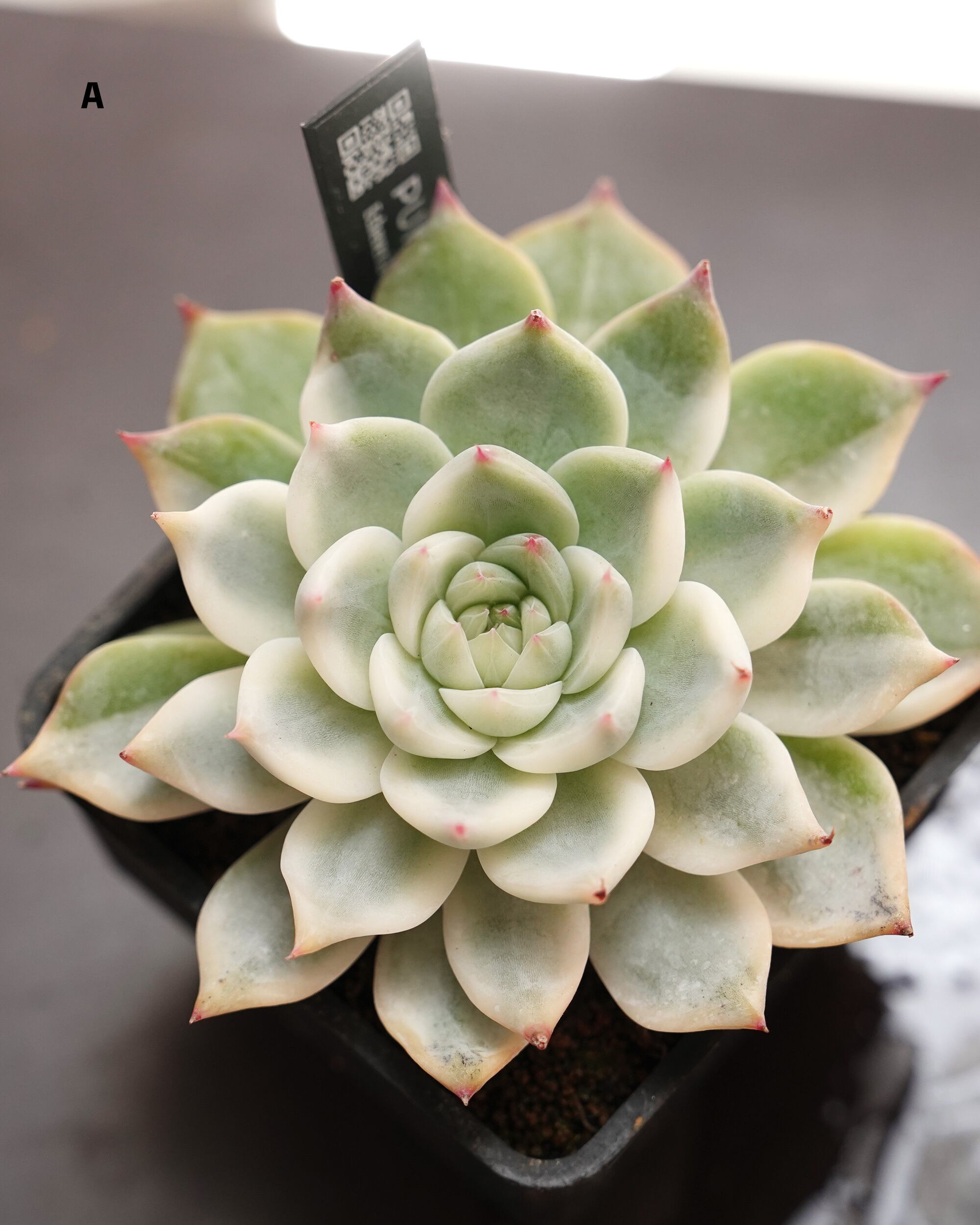 抜き苗 チワワエンシス錦 陰陽 良斑選抜 Echeveria chihuahuaensis