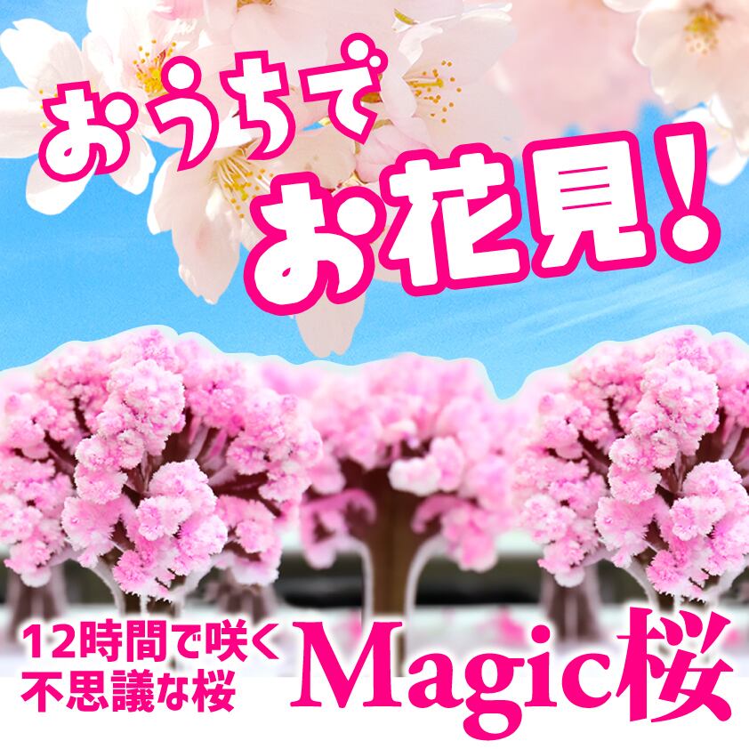 12時間で育つ不思議な マジック桜 おうちでお花見 エドマッチョ Art Shop