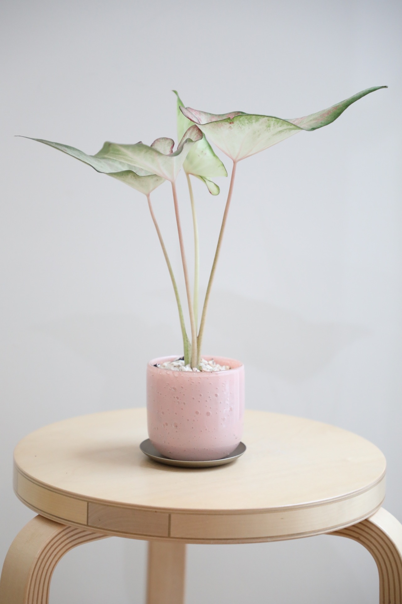 【S】カラジウム ホットハート/Caladium