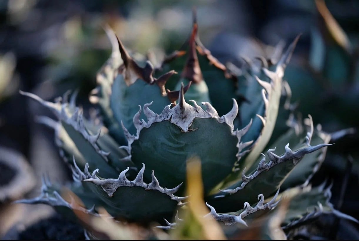 AZ.PLANTS