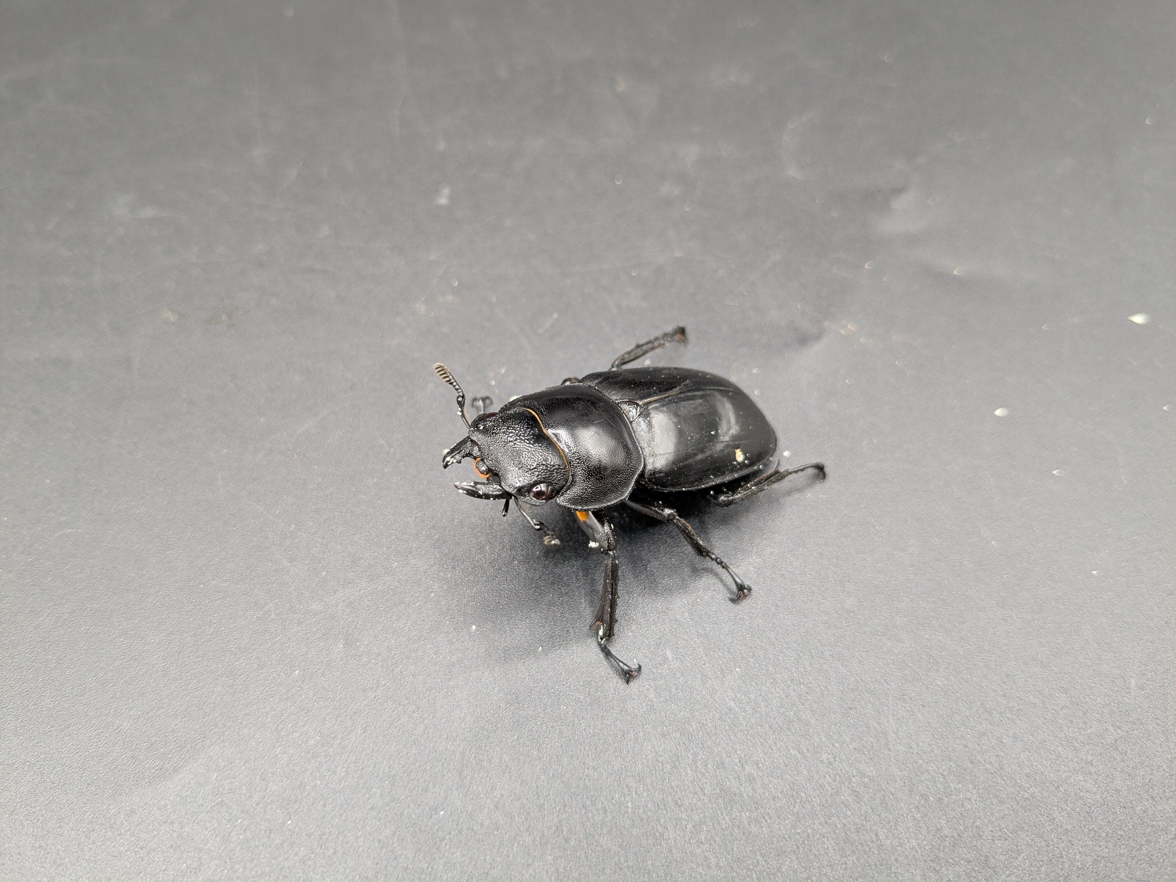 ◆◇BIG！マンディブラリスフタマタクワガタ♂106.01ミリUPペア◇◆ WDマンディブラリスフタマタクワガタ ♂101ｍｍ♀46ｍｍ