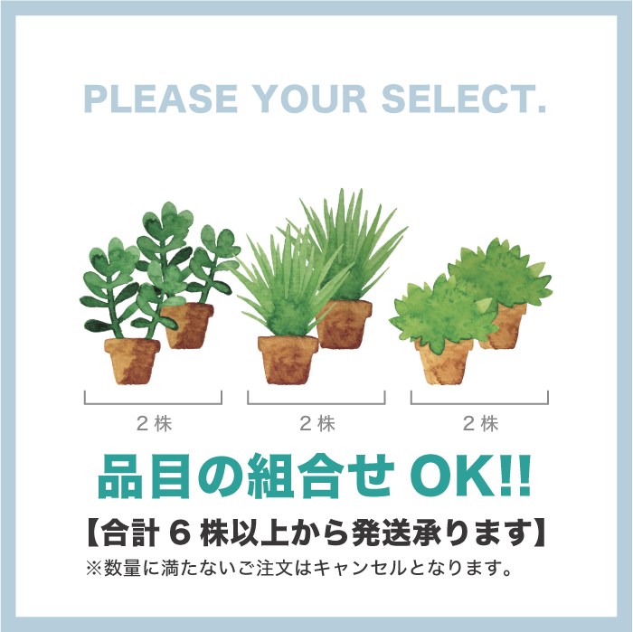万願寺とうがらしの苗・2株【シシトウ／野菜の苗／無農薬／農薬不使用