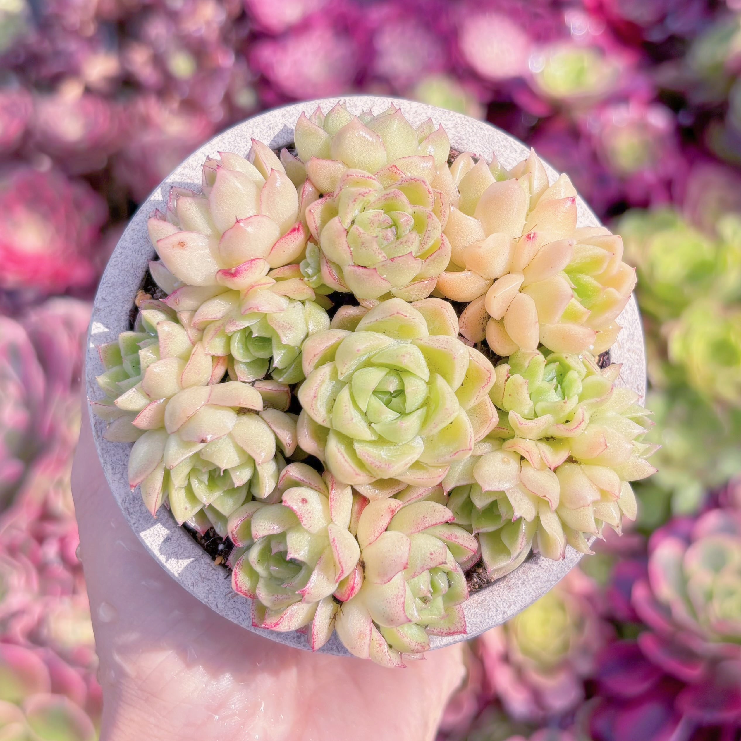 多肉植物　レッドクィーン(7苗)　新入荷　るる農園