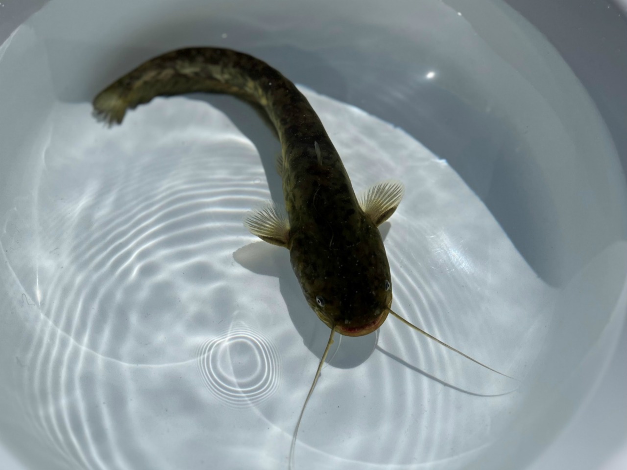 （淡水魚）ナマズ　18～25ｃｍ±　（養殖）（1匹）【生体】