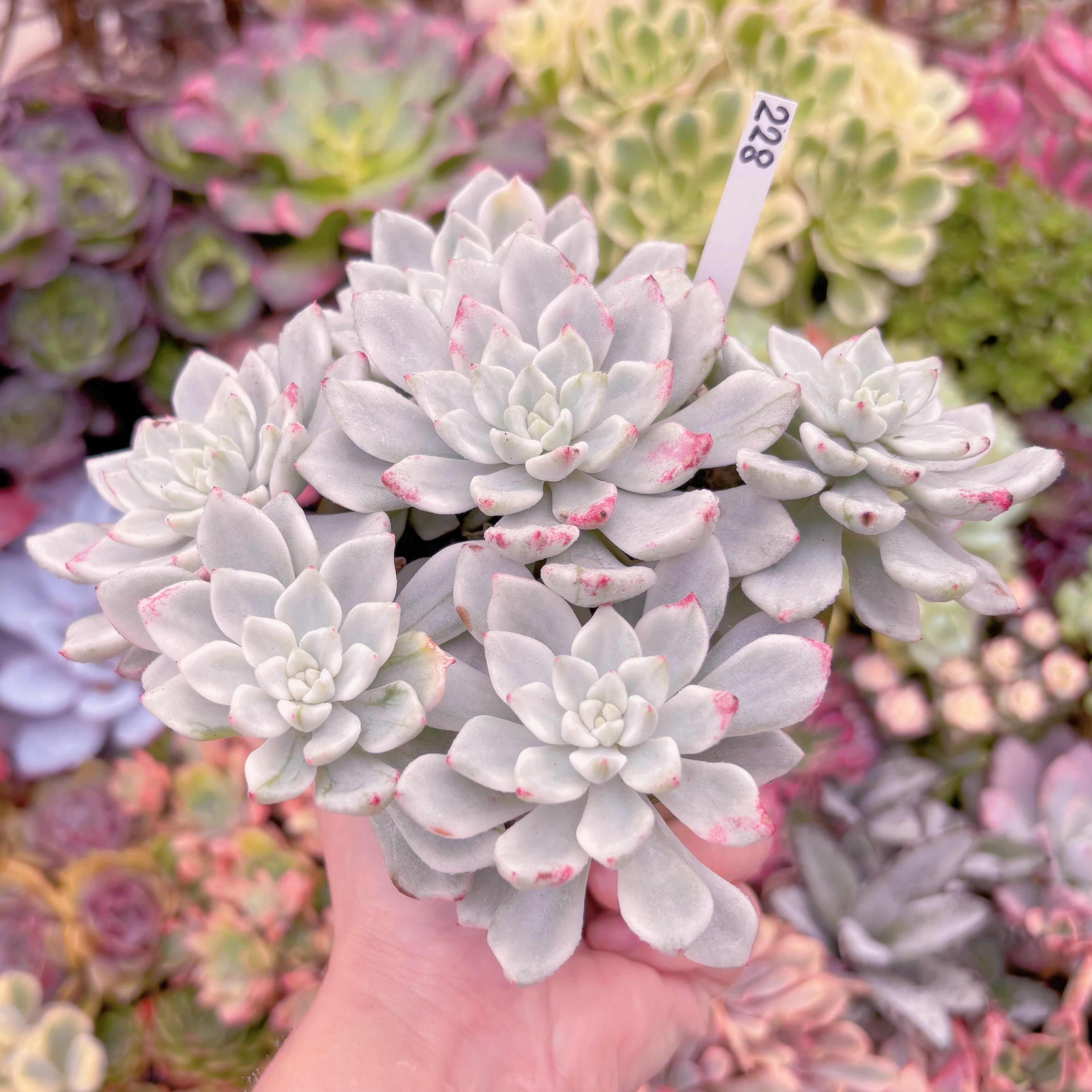 現品 雪の女王錦#228 群生 るる農園 | るる農園~多肉植物専門