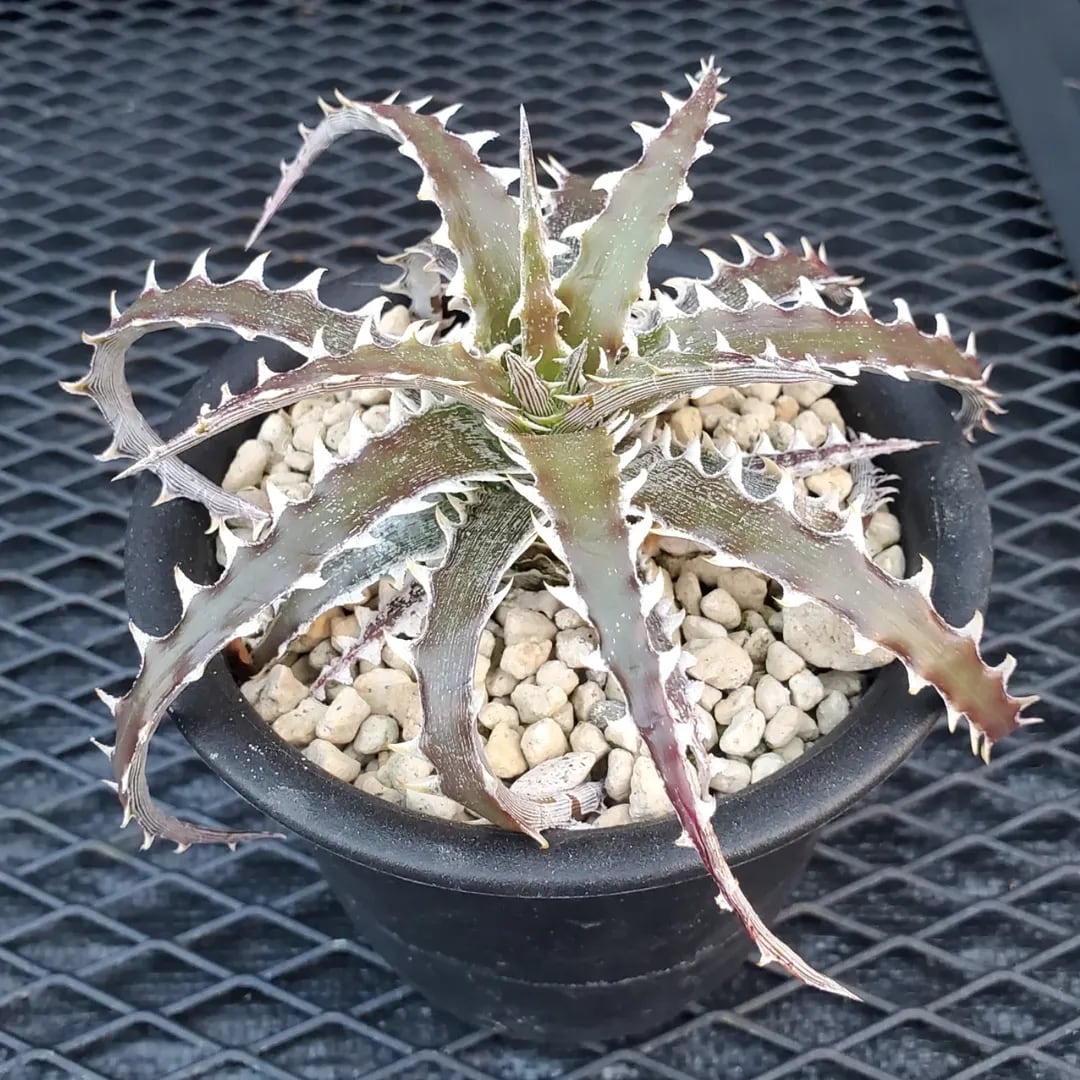 F00432_Dyckia 'Evil Wing'：ディッキア・イーブルウイング（子株