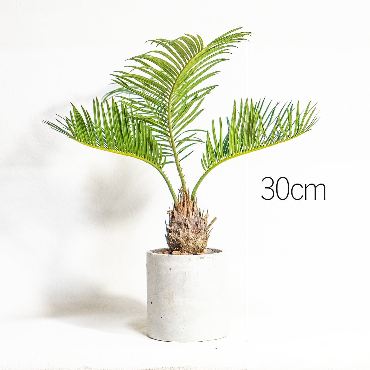 【硬質でツヤのある緑葉と丸い幹】独特のシルエットが目を引くソテツ。どんな部屋にも馴染む無骨な手づくりモルタル鉢でお届けします/虫発生抑制/全国一律送料850円