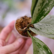 Hoya pubicaly x Pink Silver Ghost / ホヤ プビカリクス×ピンク シルバーゴースト