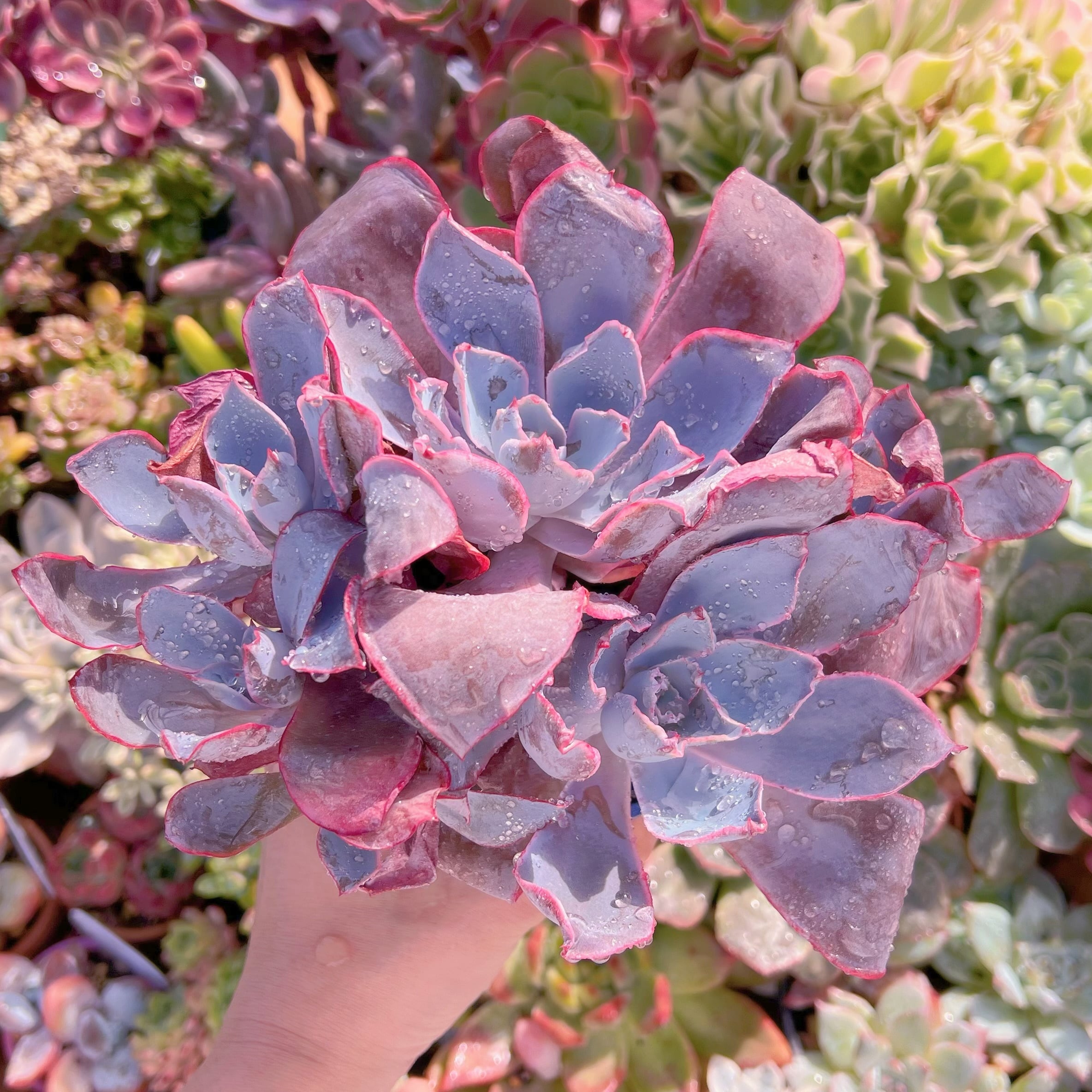 現品　アフターグロー#207　特大群生　新入荷