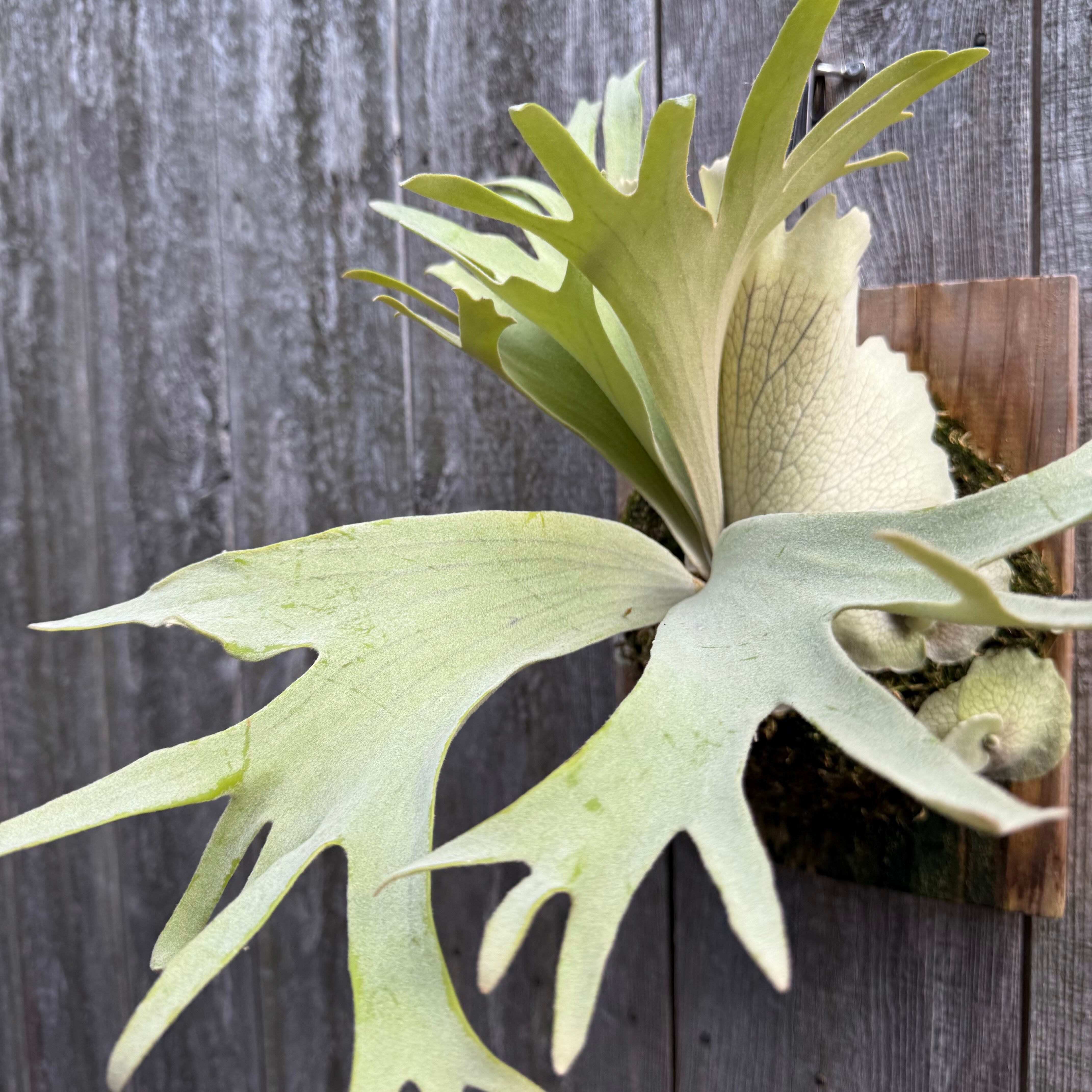 ビカクシダ P. White Vodka #1 (pup) P. White Vodka #1 (pup) | naturefix