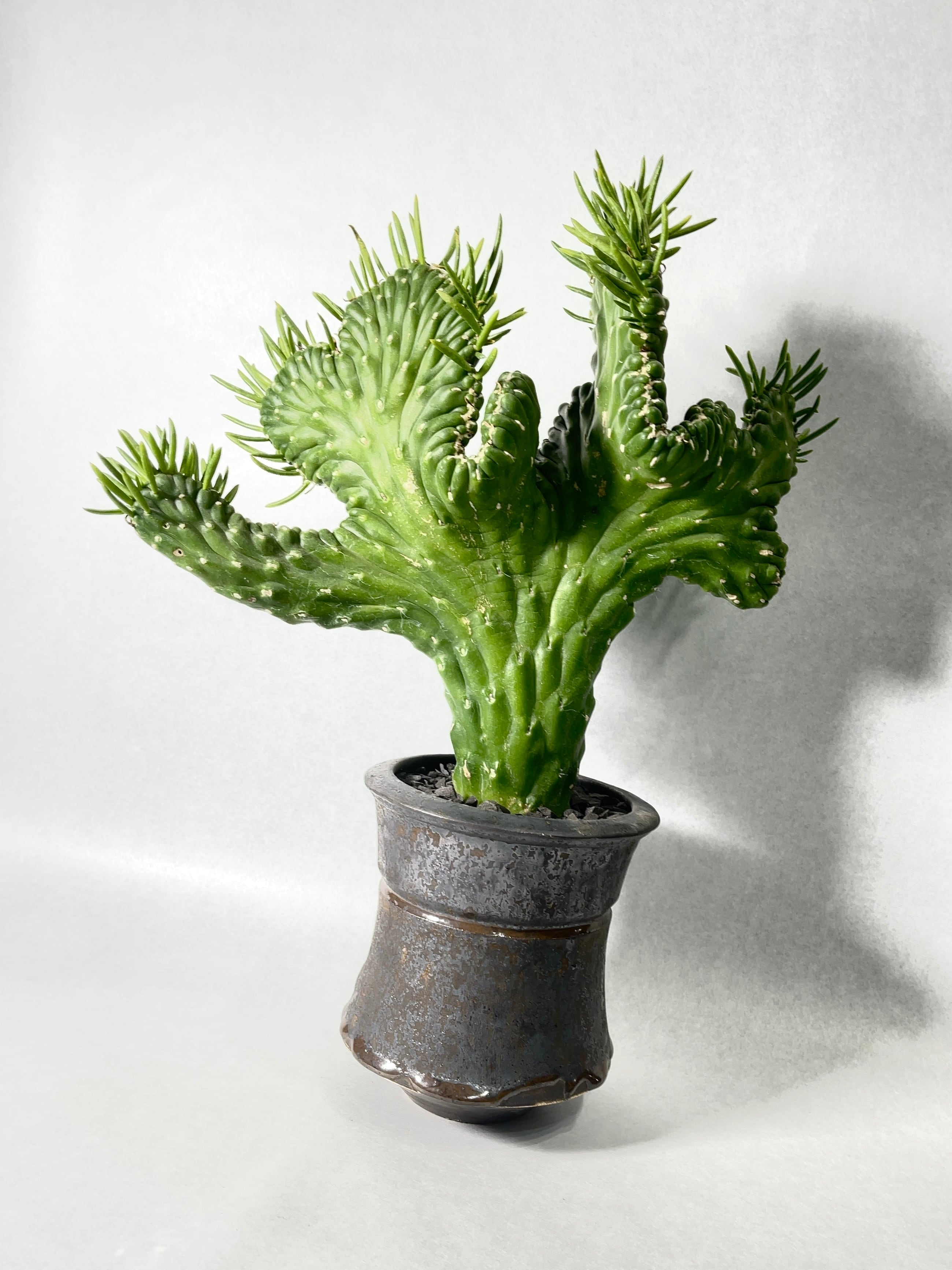 アウストロキリンドロプンチア・将軍綴化 | trigger