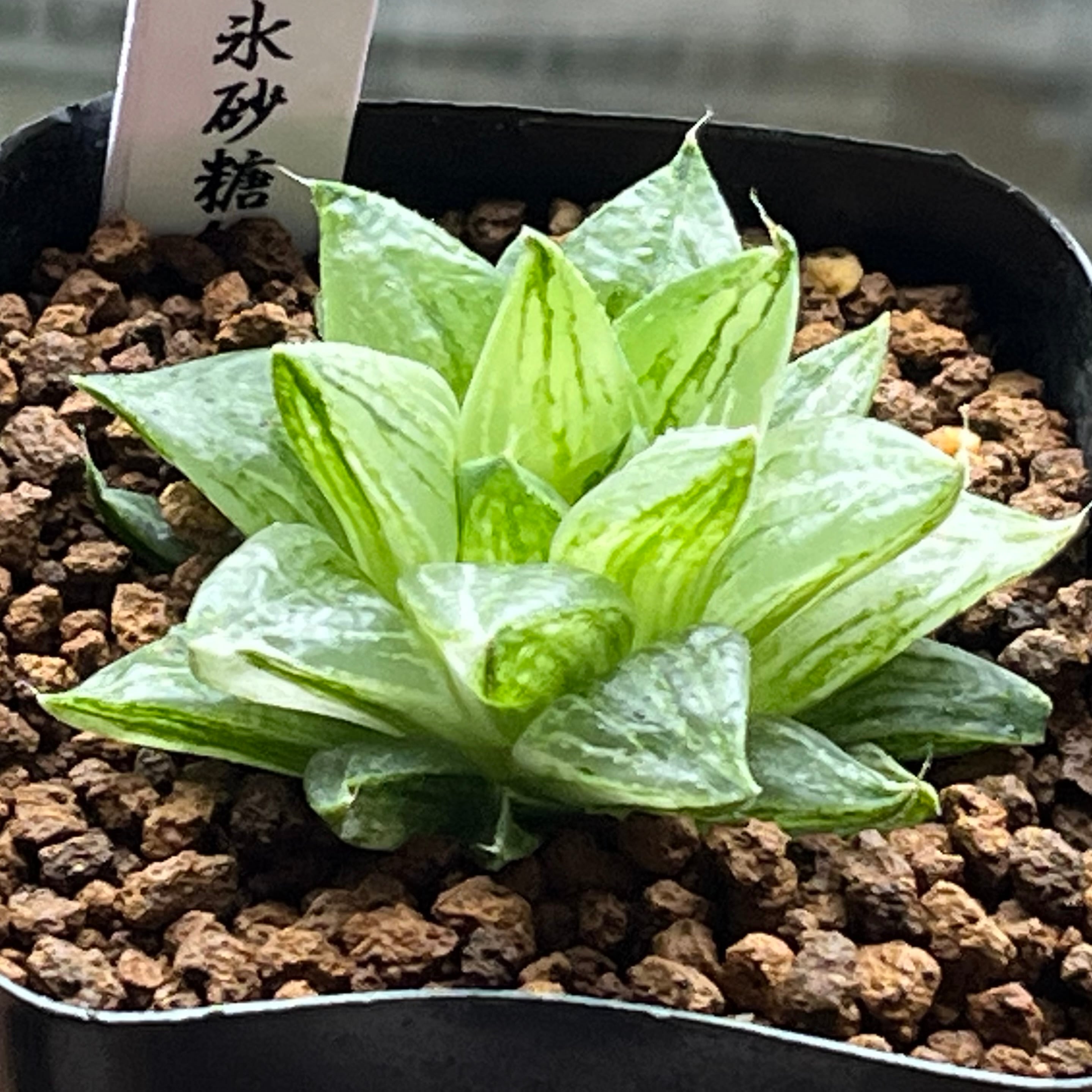 ハオルチア オブツーサ錦 黒葡萄 | mocono_plants