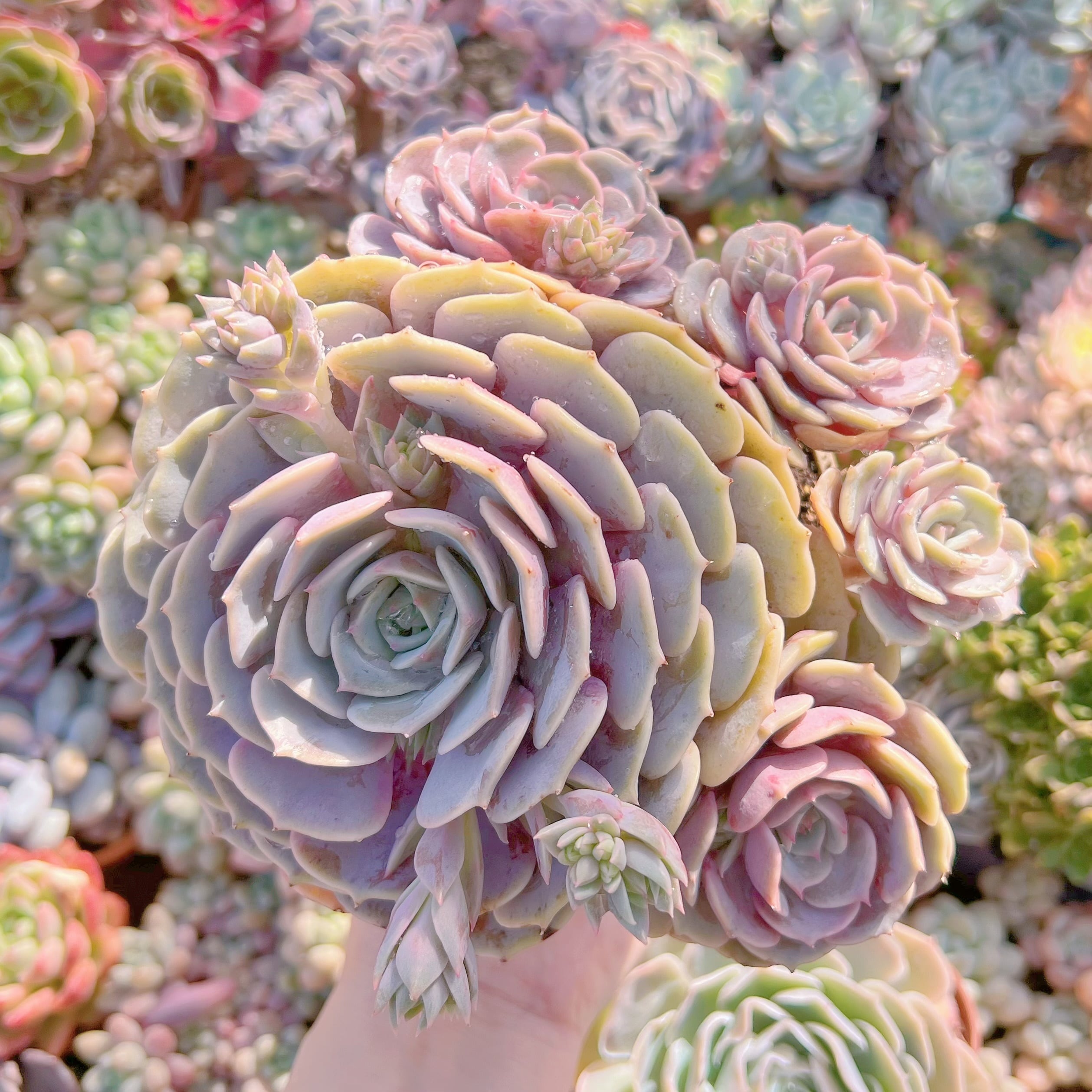 現品　ピンクローラ#060　特大群生　新入荷　るる農園