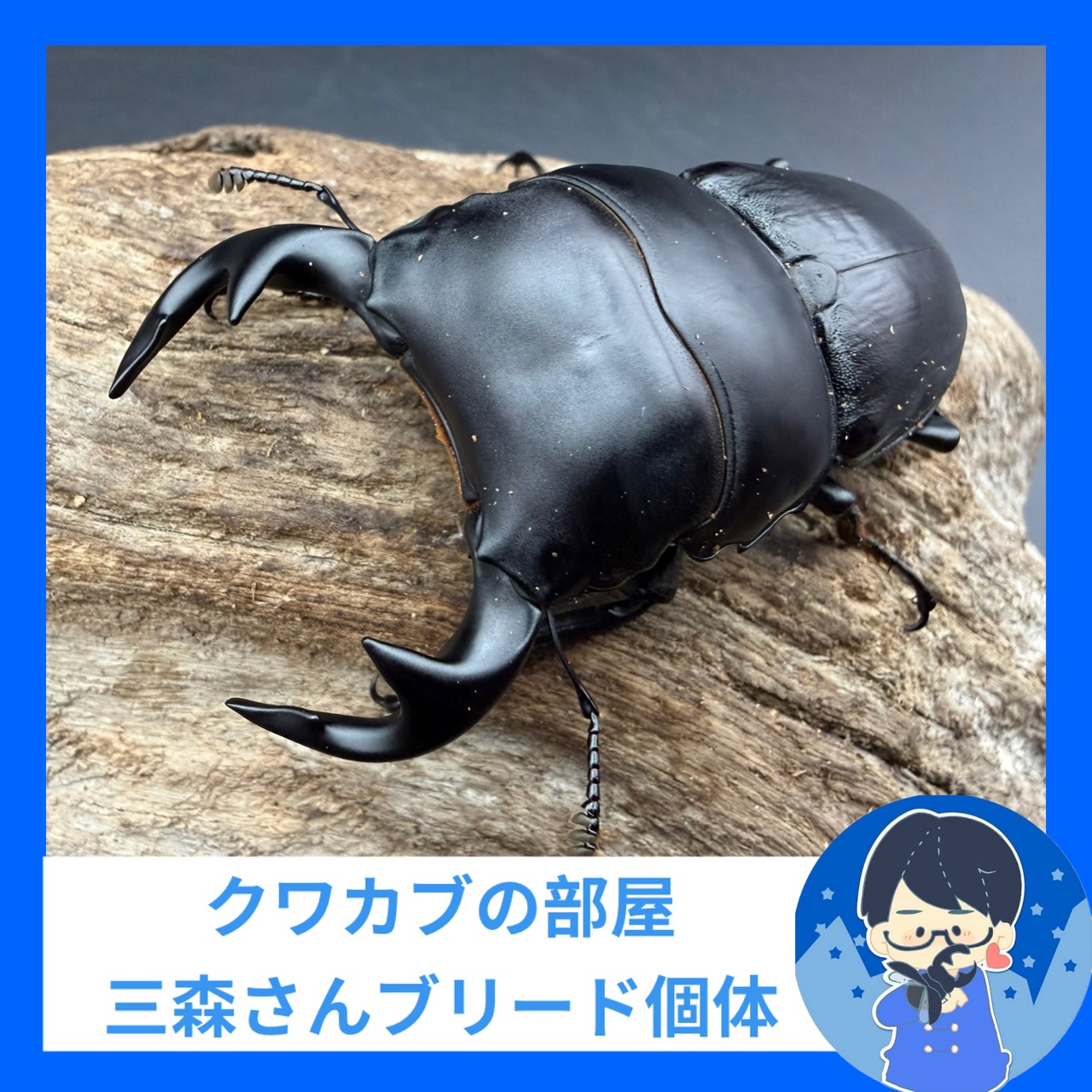 《インドグランディス亜種moriyai 80mm ペア》クワカブの部屋三森氏ブリード個体