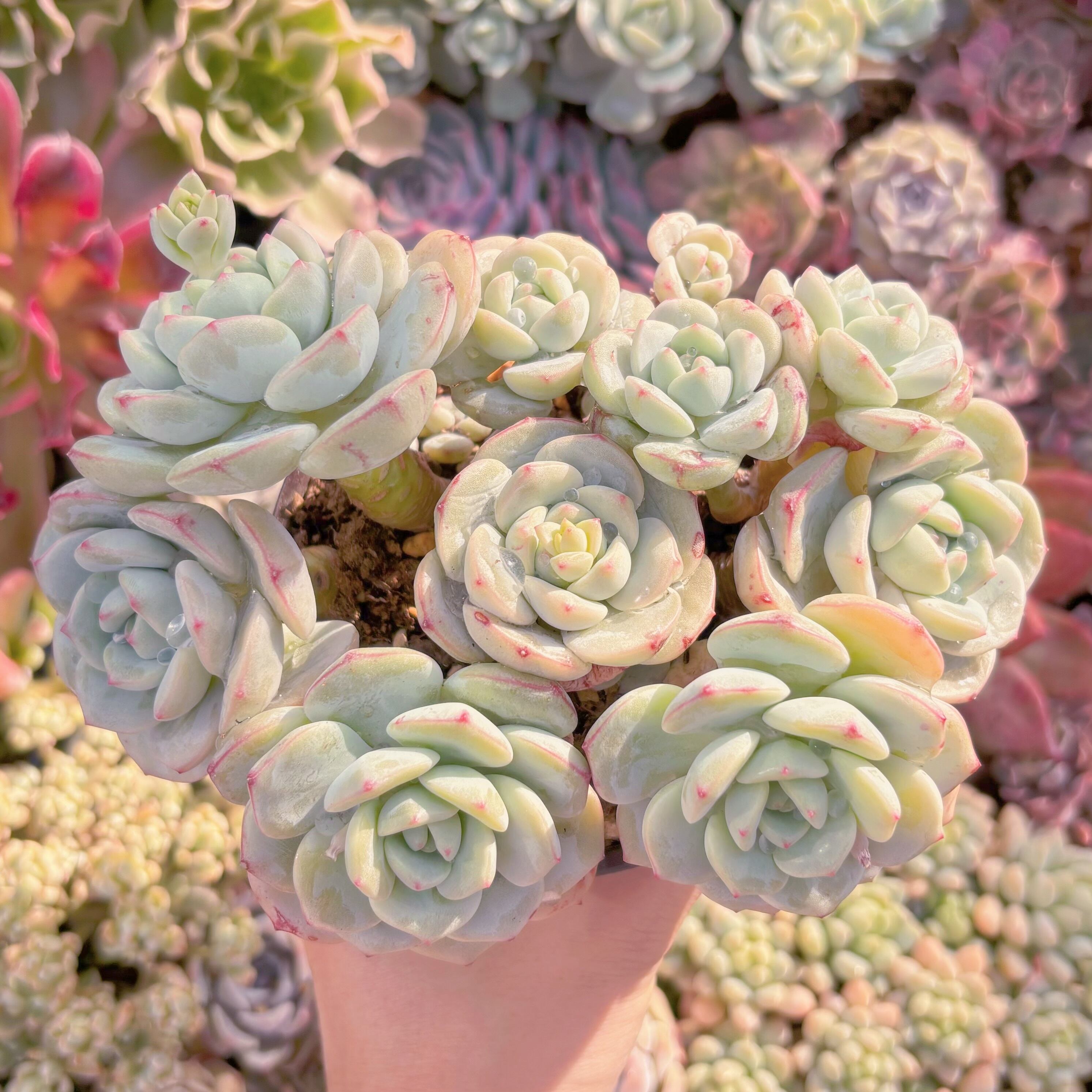 現品　バニラビス#734　るる農園