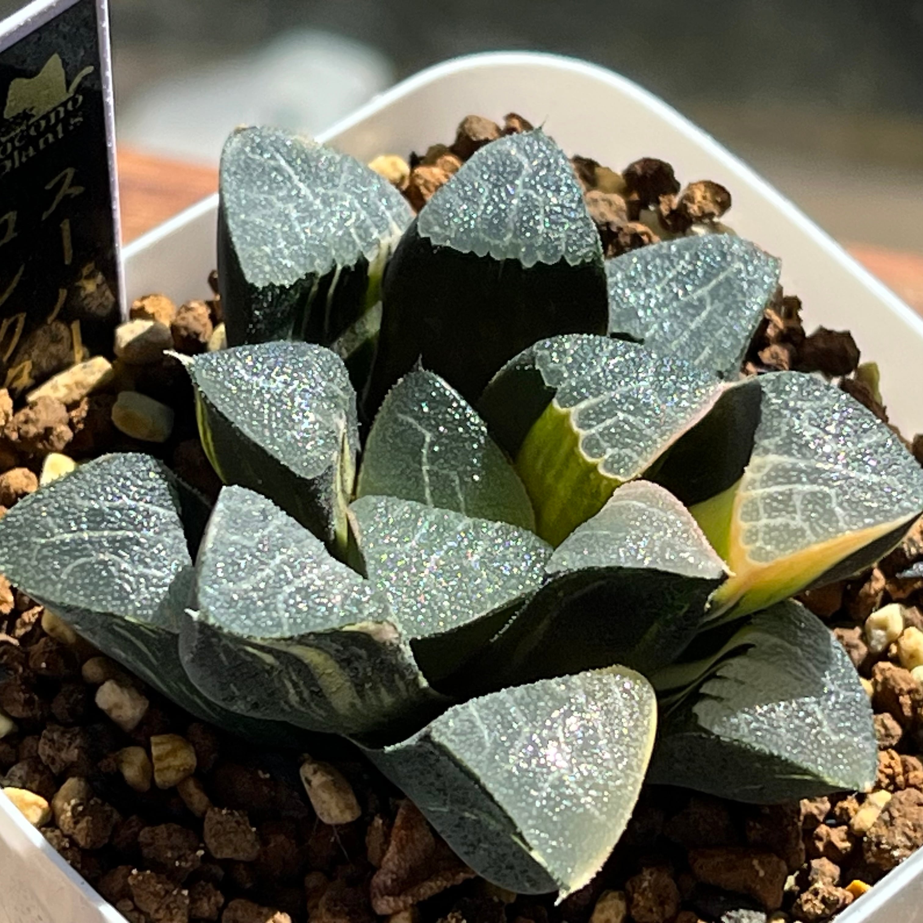 ハオルチア スーパーコレクタ錦 | mocono_plants