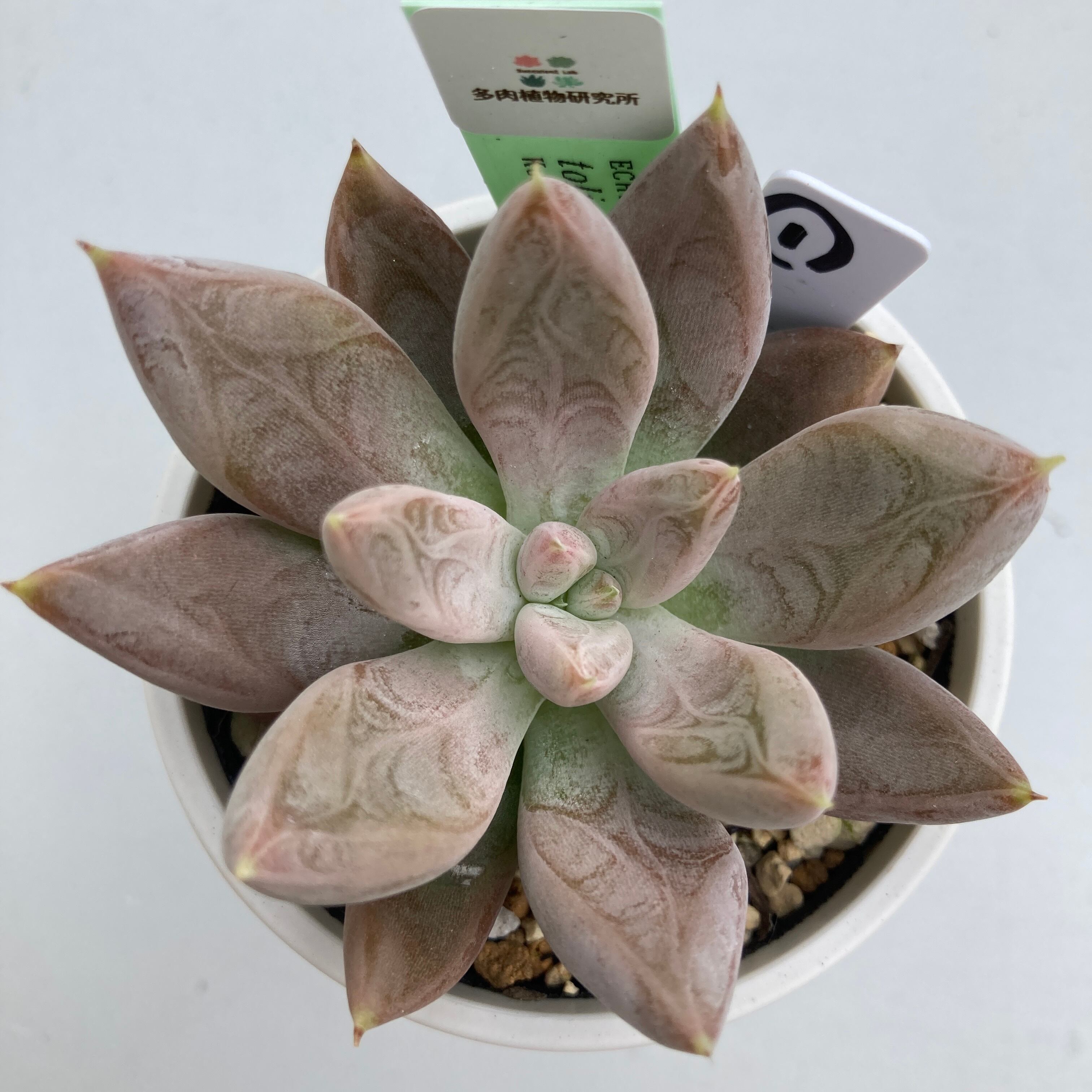 ケーレス原種 種から多肉 ♥️トリマネンシスリオトリマン♥️抜き苗 現物商品】ECHEVERIA tolimanensis,Rio Toliman ① 原種 実生苗 | 多肉