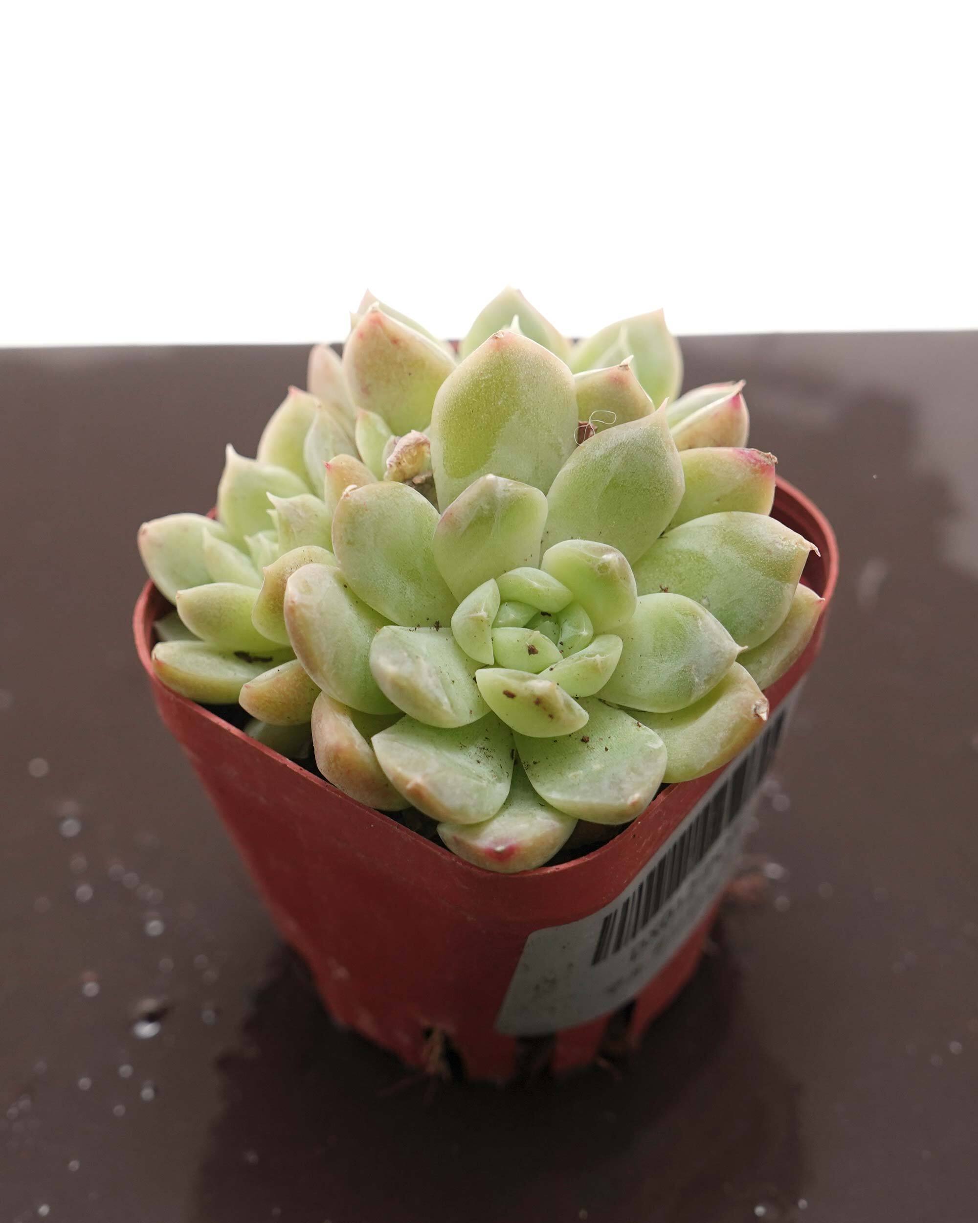 solisさん苗　イチボ　希少苗 レア種・新品種 | PUKUBOOK SUCCULENTS
