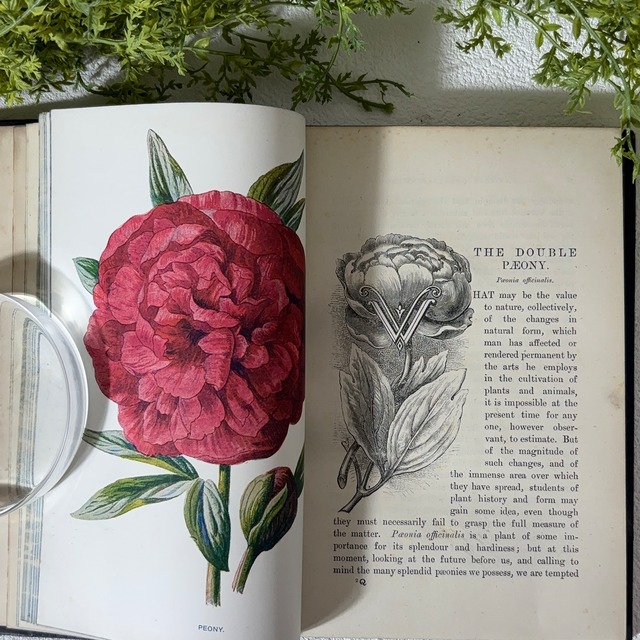 1890年 イギリス アンティーク  40プレート収録 VOL.3 植物図鑑 野の花 ボタニカル 古書 洋書 ガーデニング 2407013