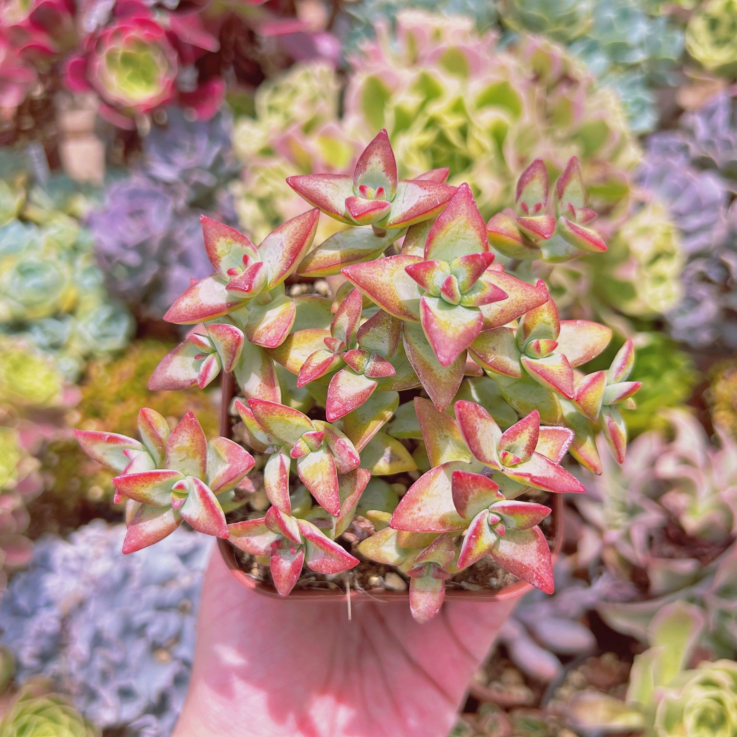 #285現物　多肉植物　Love Letter