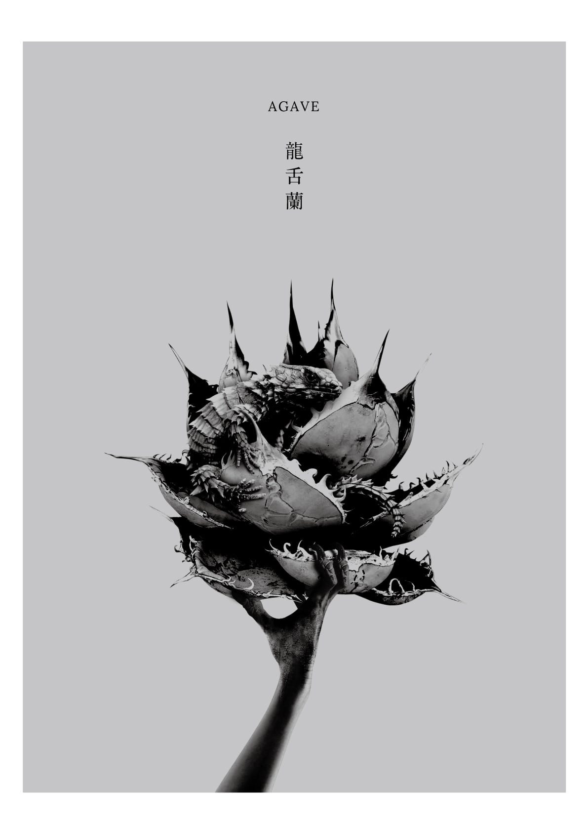 PLANTSポスター「龍舌蘭」
