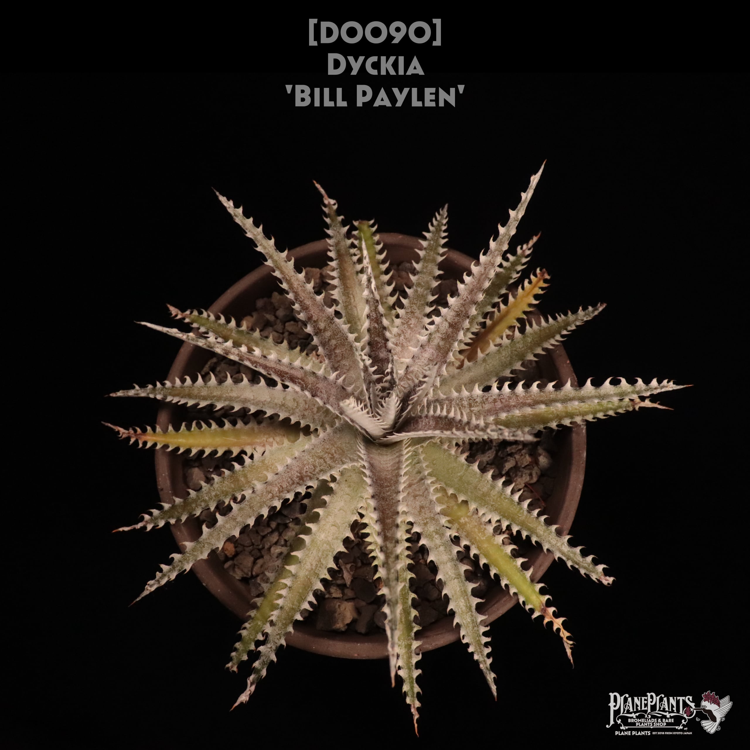 送料無料】 'Bill Paylen'〔ディッキア〕現品発送D0090 | plane plants