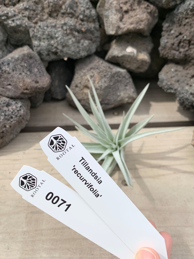 ★0071　チランドシア　レクルヴィフォリア