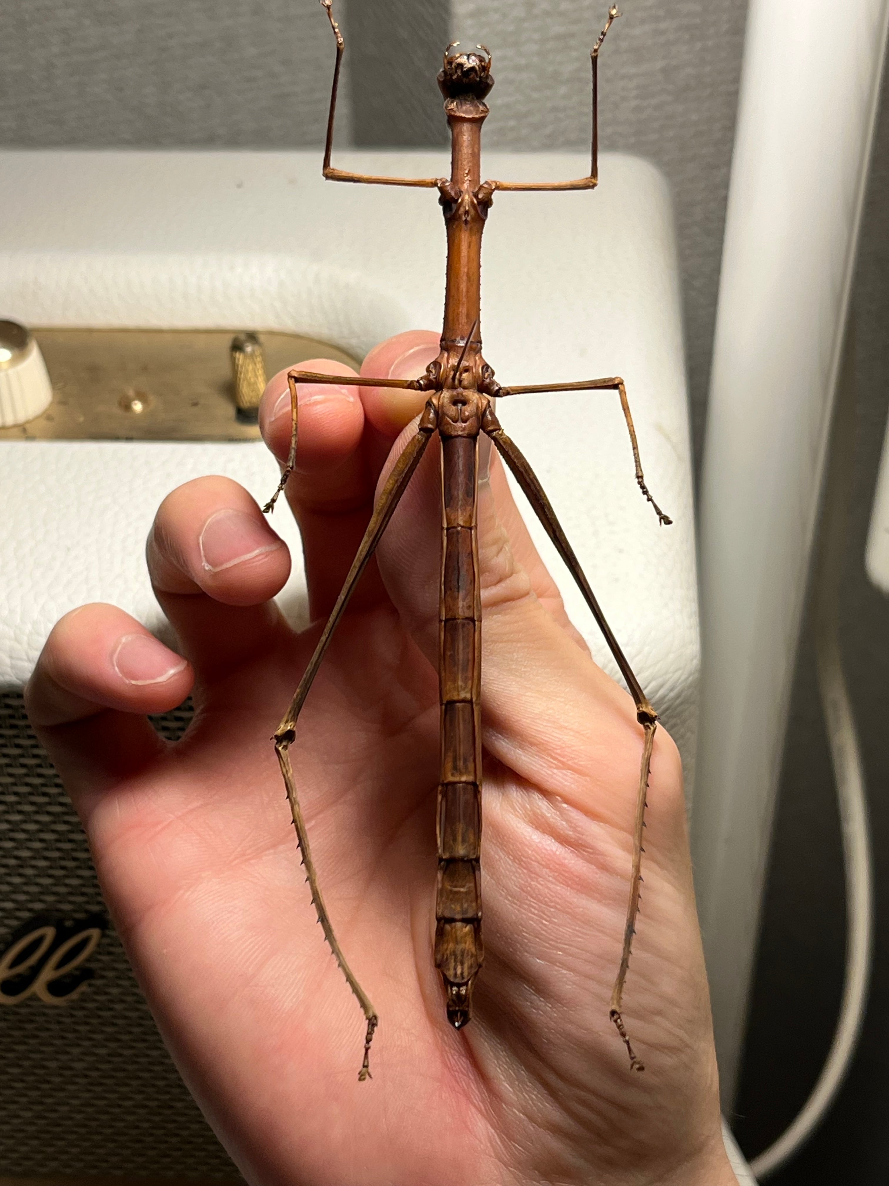 【128mm】ザ草食動物の優しそうな顔をしたオウサマボウバッタ 標本 直翅類 128mm】ザ草食動物の優しそうな顔をしたオウサマボウバッタ 標本 直