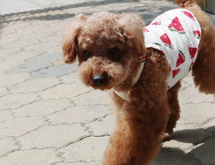 【SALE】summer fruit top S ~ XL / 犬服 春夏 新作 タンクトップ 犬 服 袖なし ドッグウェア ワンコ服