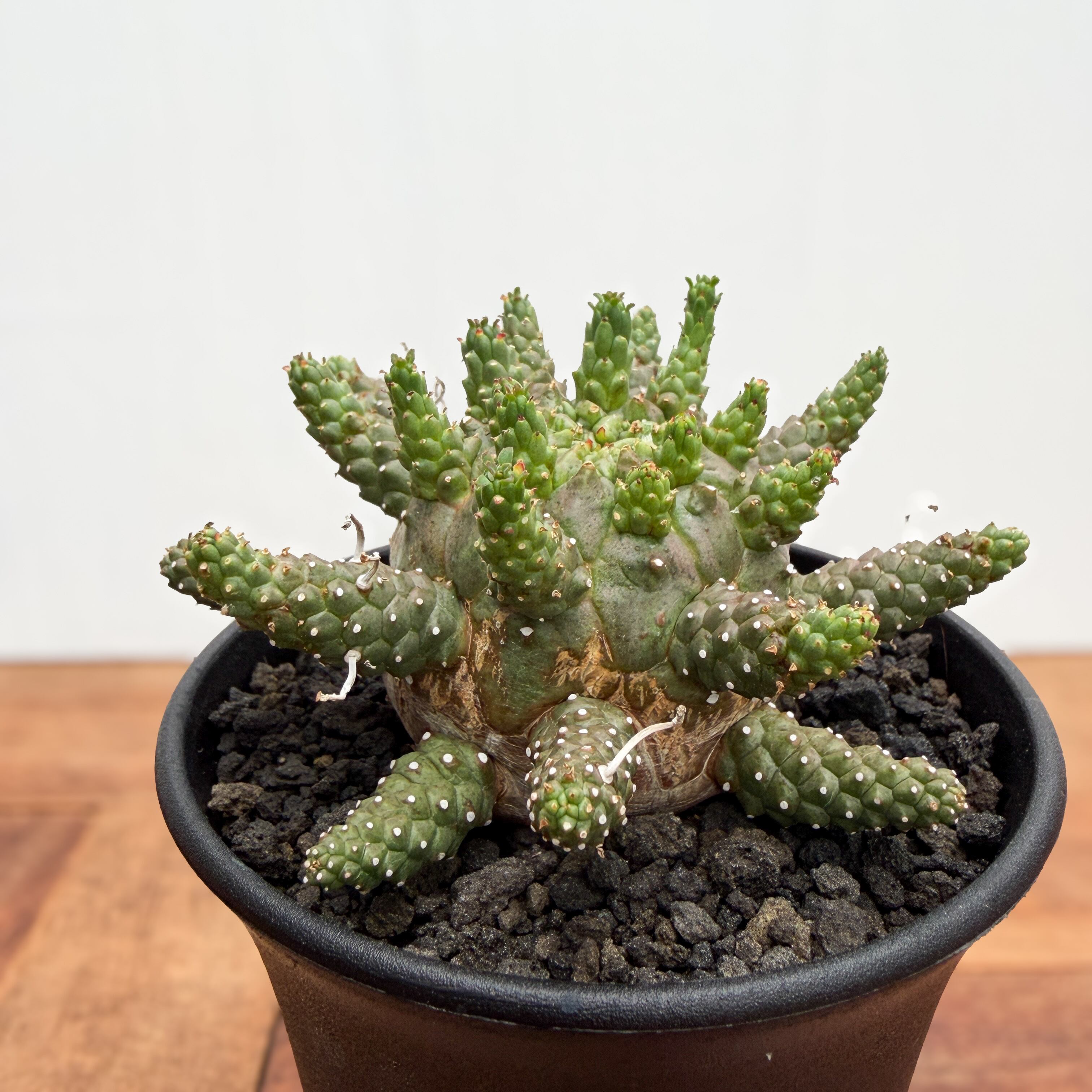 Euphorbia gamkensis 【ユーフォルビア・ガムケンシス】 | RIMO'S