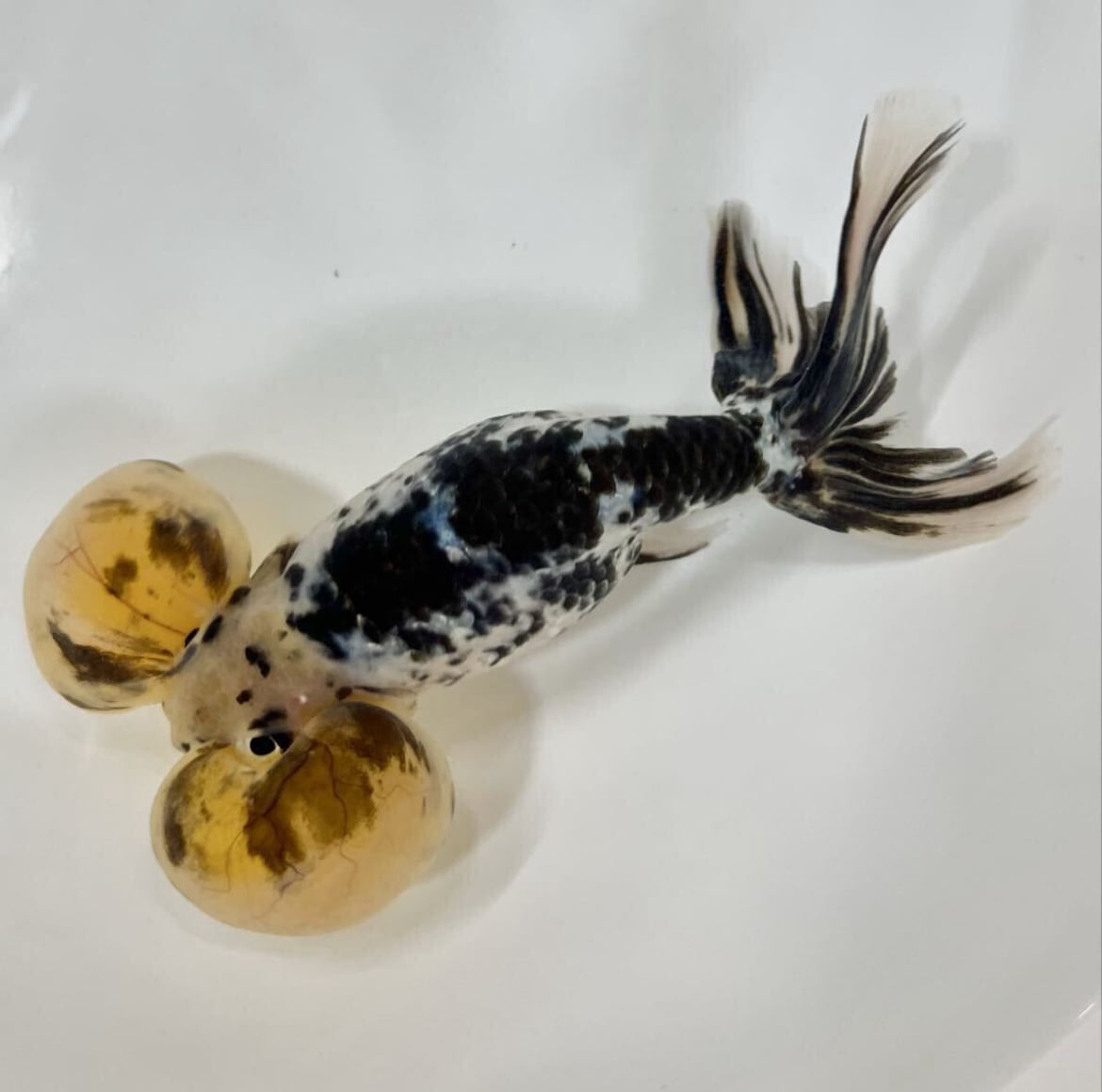 プレミアム ★激レア★ 白黒 パンダ水泡眼 2歳 中国直輸入 魚 観賞魚 美魚 コレクター向け 即決可能 No4