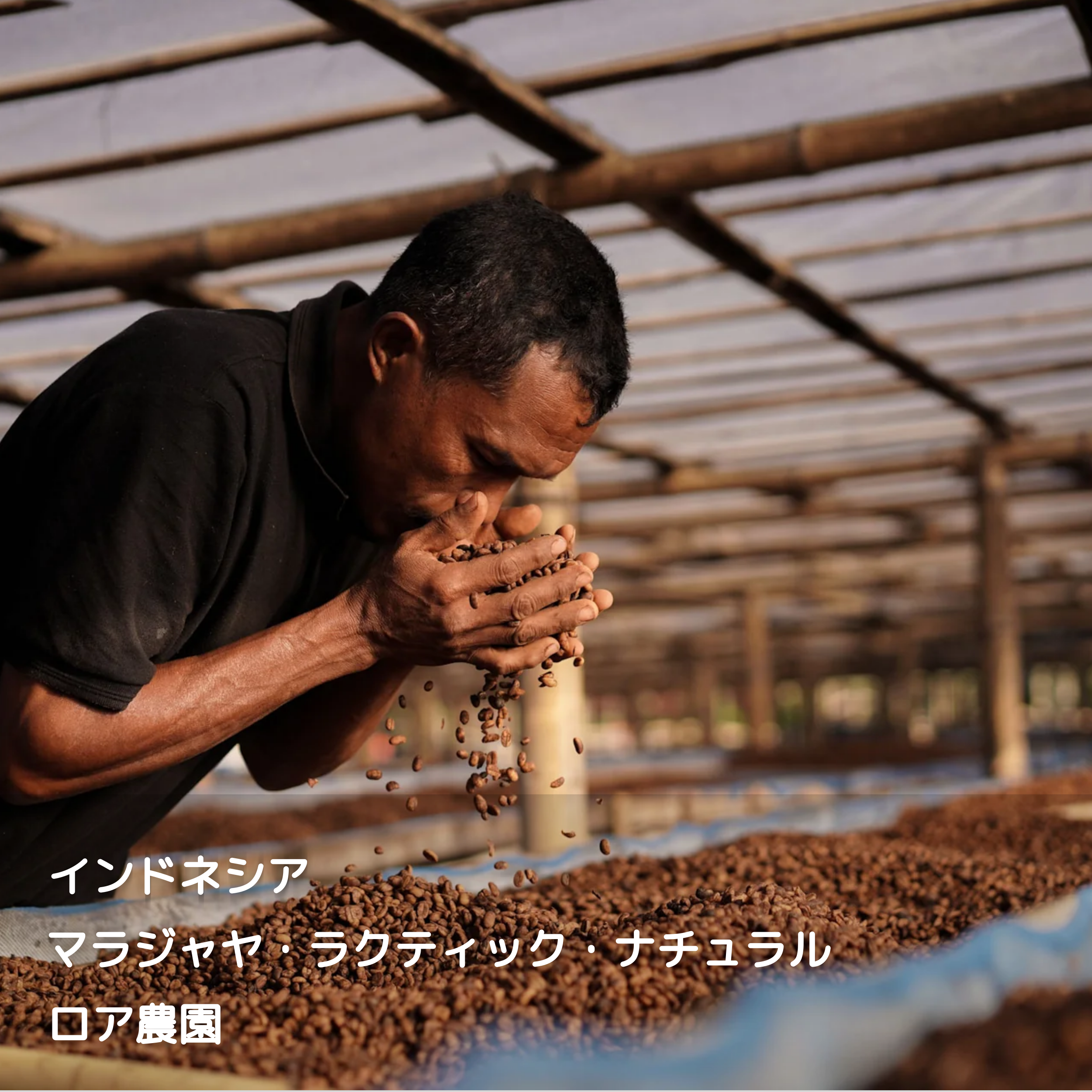 インドネシア】 マジャラヤ ラクティックナチュラル ロア農園 100g