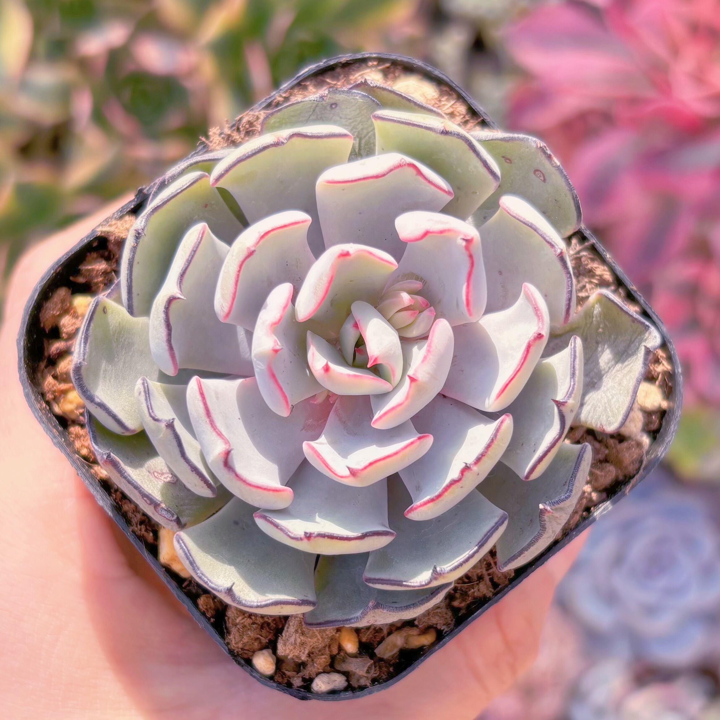 現品　ストリクチフローラ#780　るる農園