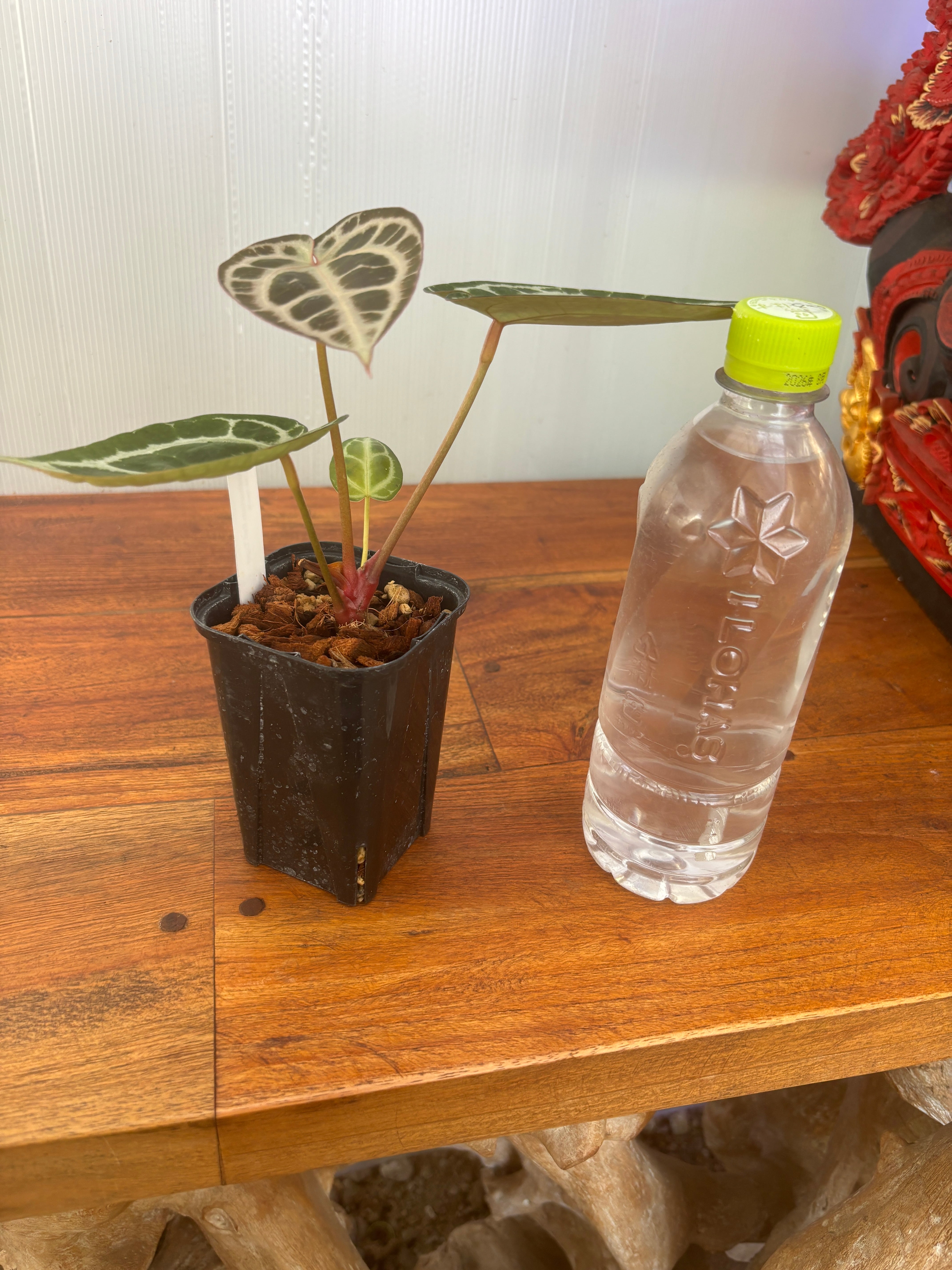 Anthurium | BALI-AN 園芸