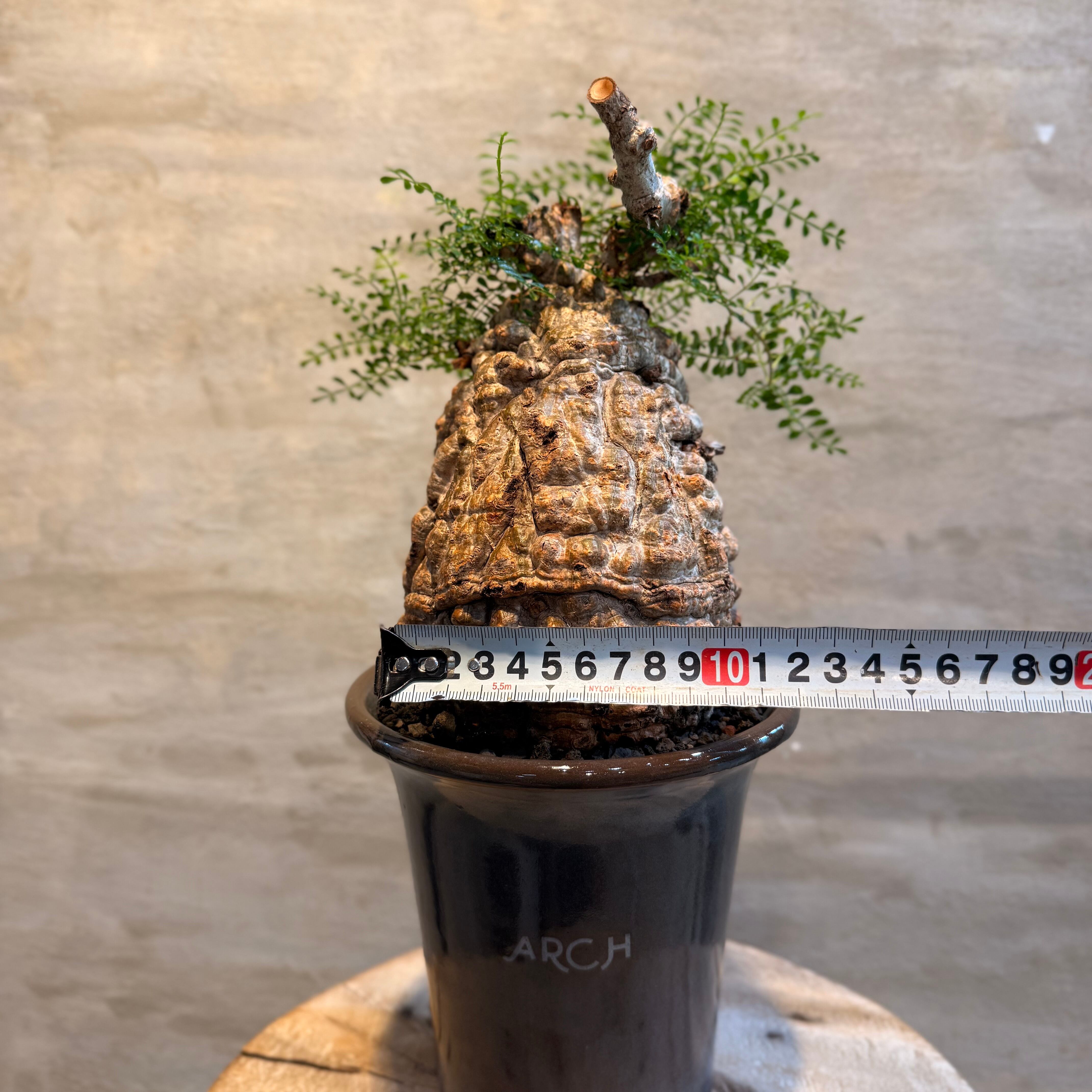 【もはや人間サイズ!!!】発根済 オペルクリカリア・パキプス/鉢ごと発送 送料無料！【植物】オペルクリカリア パキプス 発根済み現地株×ARCH