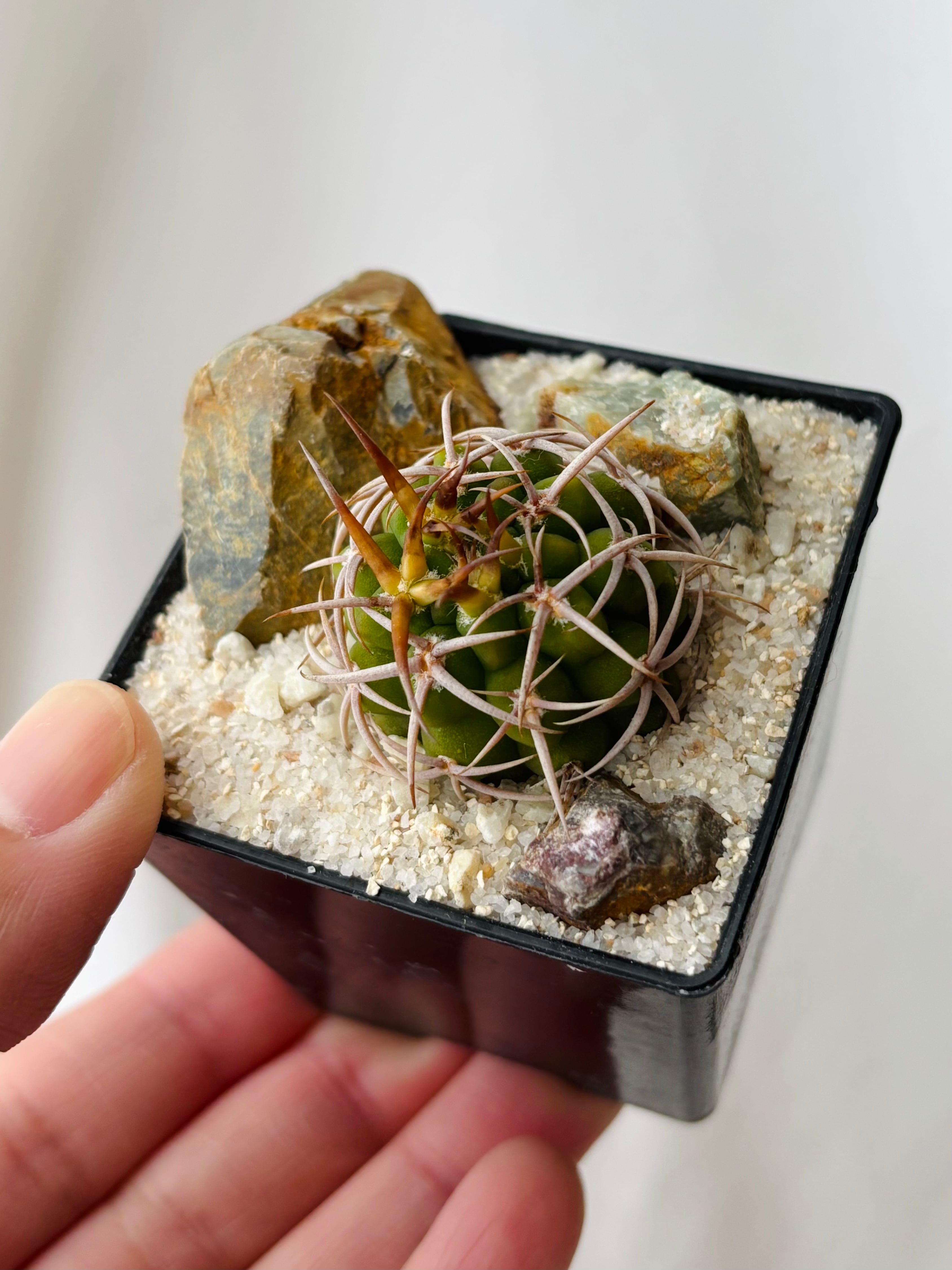Gymnocalycium mostii ssp. ferocior ギムノカリキウム フェロシオール