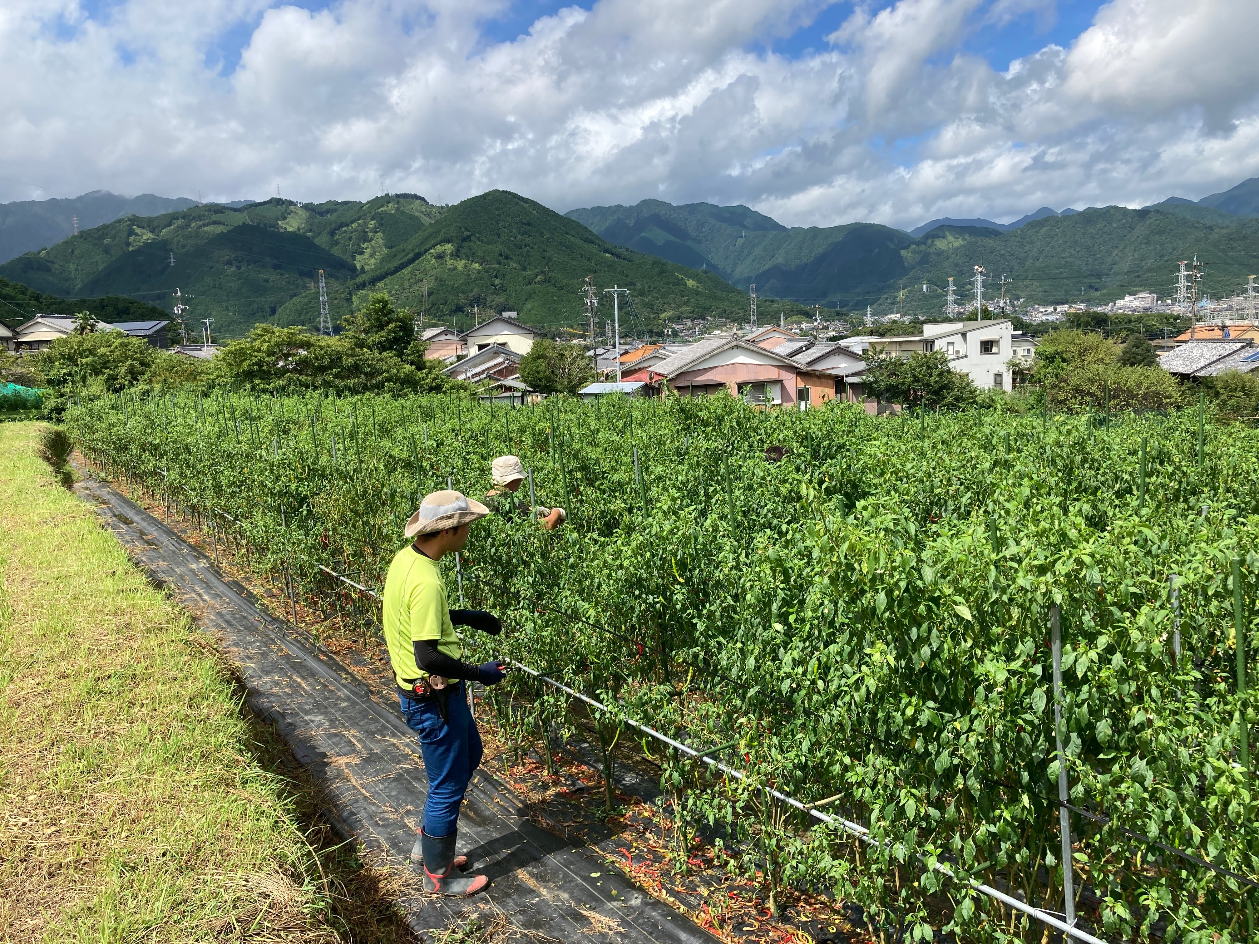 激ウマ辛！虎の尾グリーンカレー（５個セット）