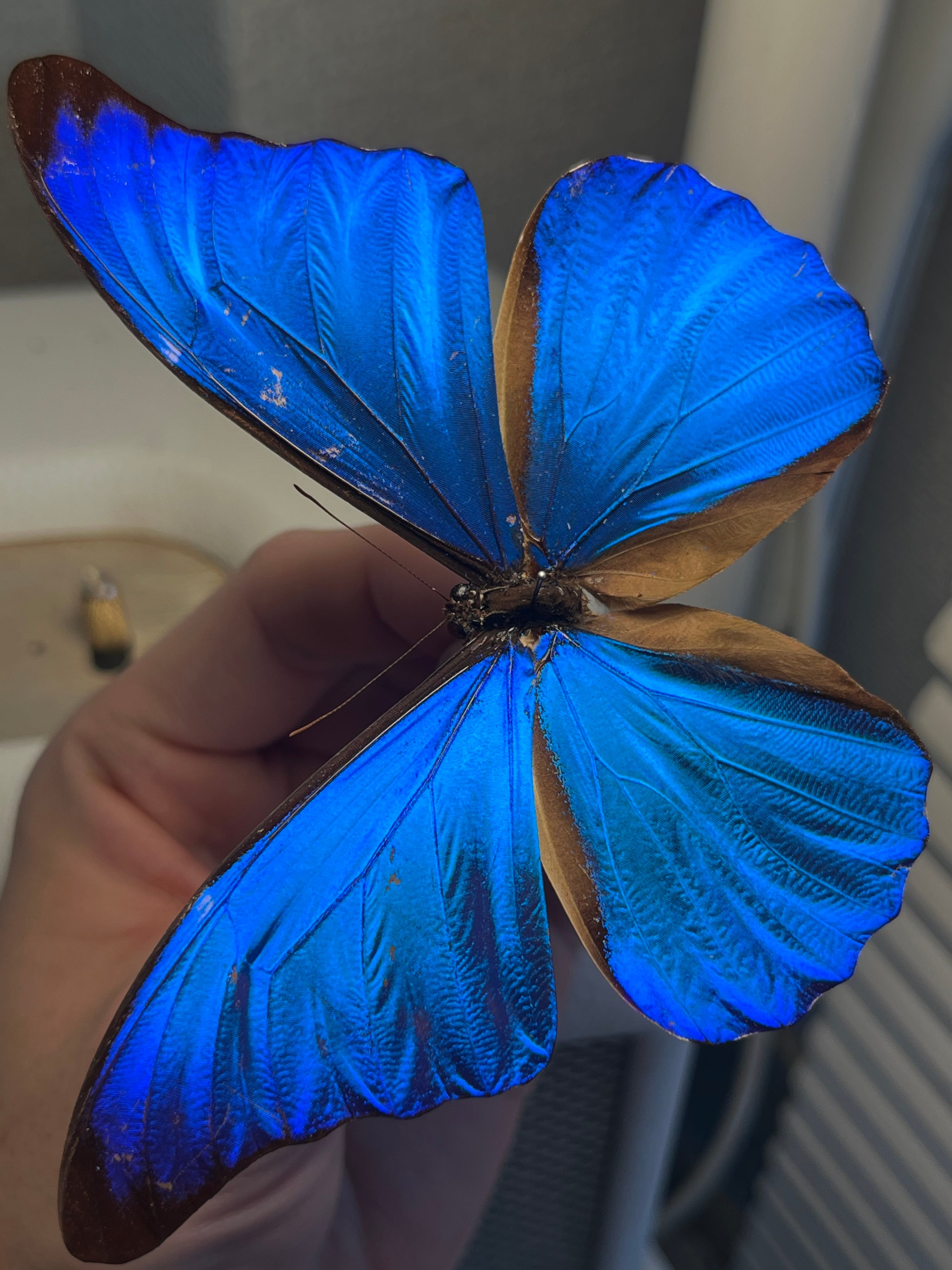 アグリアスクラウディナクロエサス♂ ミイロタテハ 蝶標本 甲虫 昆虫