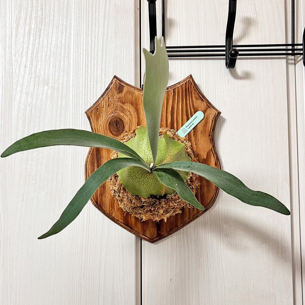 ビカクシダ P. veitchii Lemoinei レモイネイ(L302)大株 【公式通販】