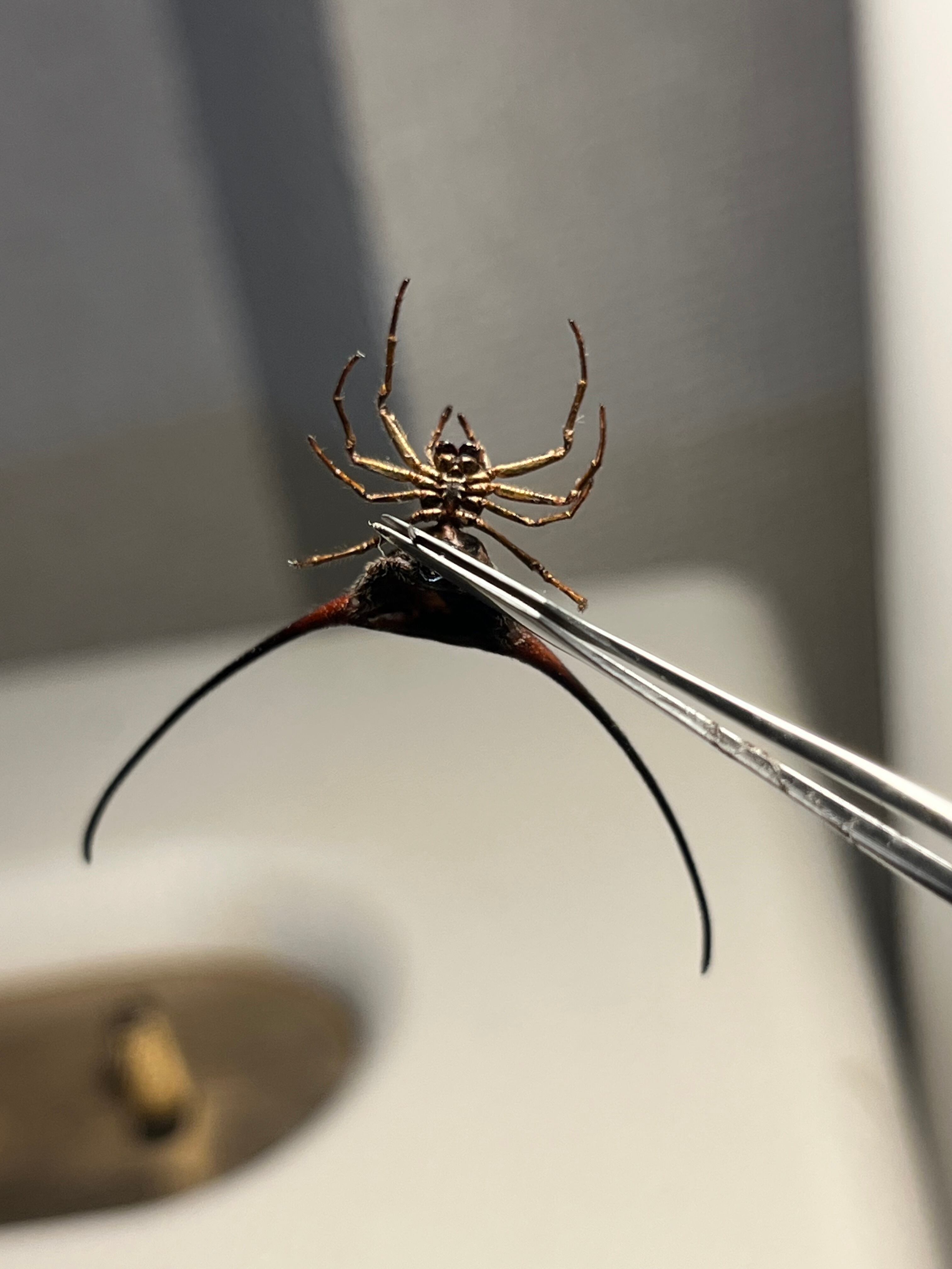 標本】オオナガトゲグモ ハンツマン トゥルースパイダーマンティス