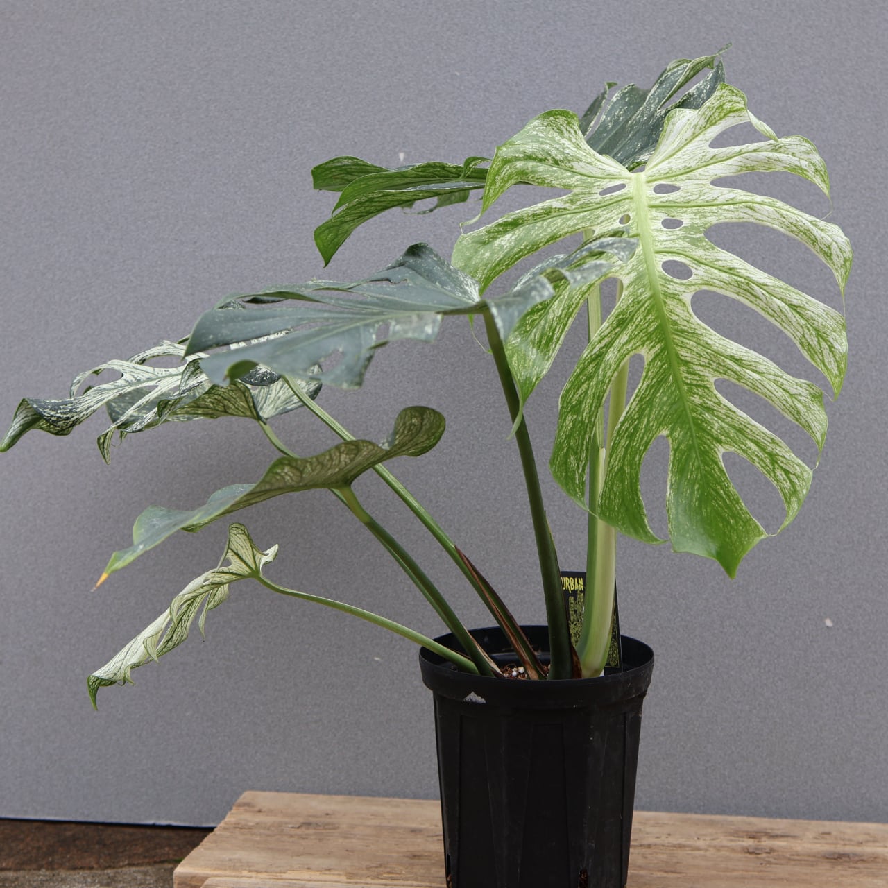 536『urban jungle モンステラ デビルモンスター』観葉植物【送料無料