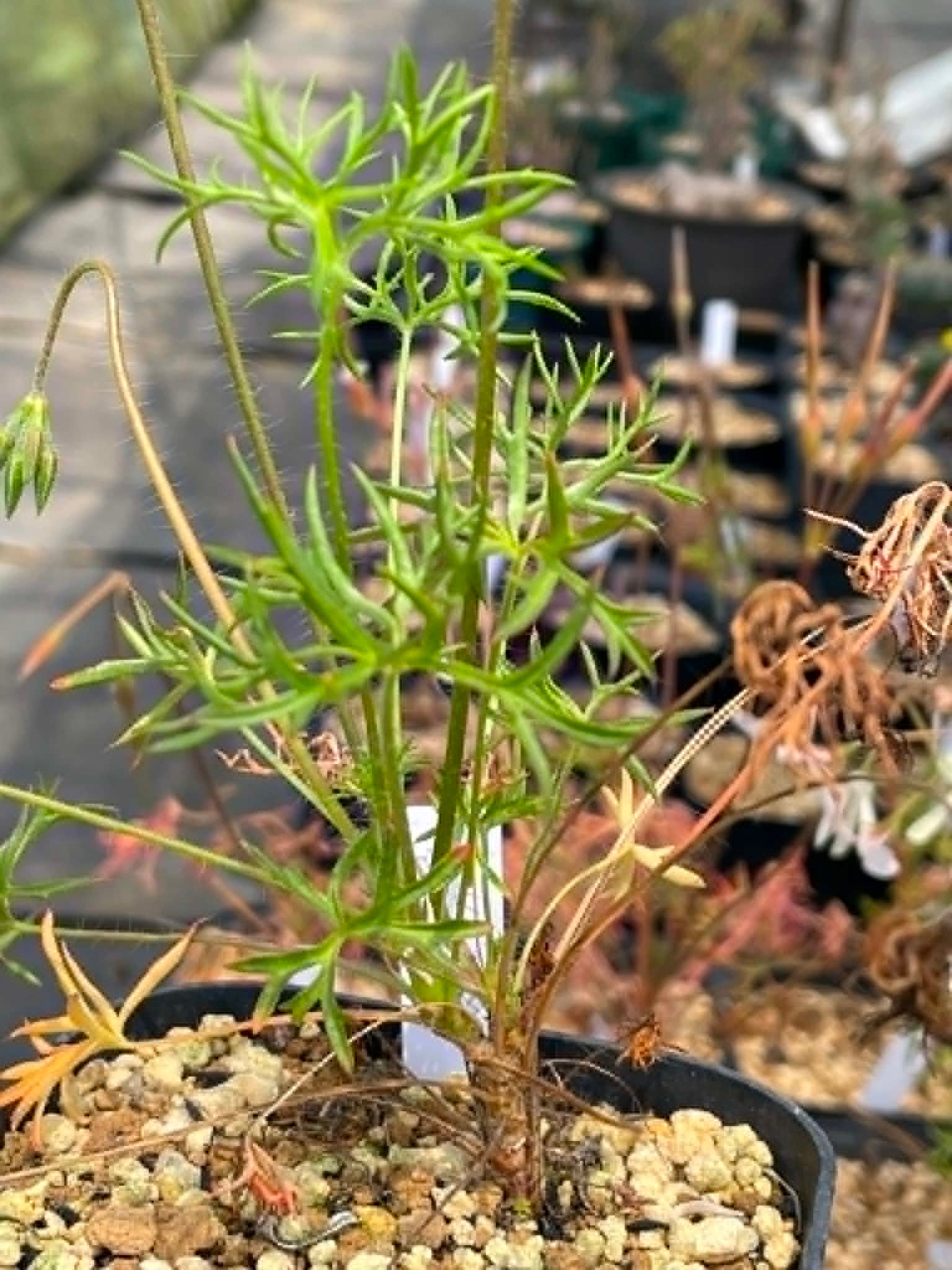 ユーフォルビア・ギラウミニアナ｜Euphorbia guillauminiana【種子4粒