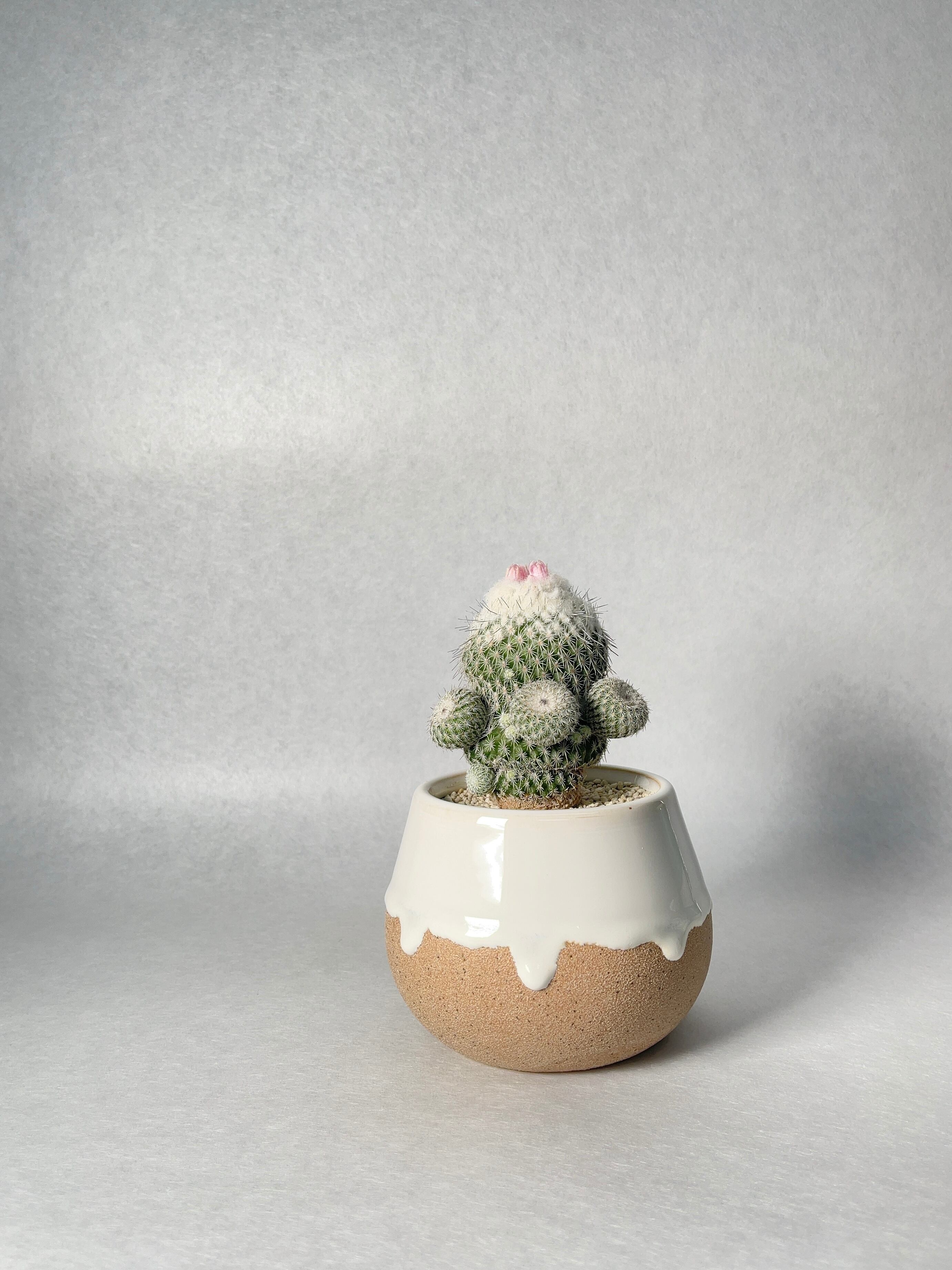 エピテランサ・かぐや姫 | trigger