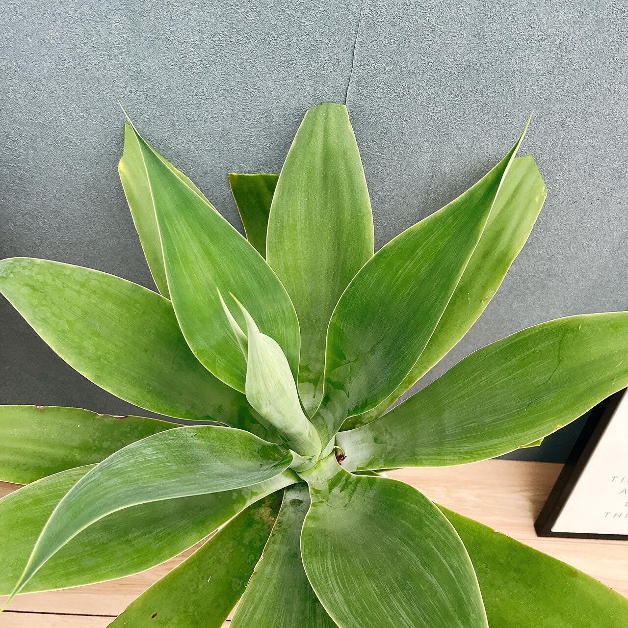 現品］9番 アガベ アテナータ 8号 観葉植物 大型 綺麗 屋外 多肉植物
