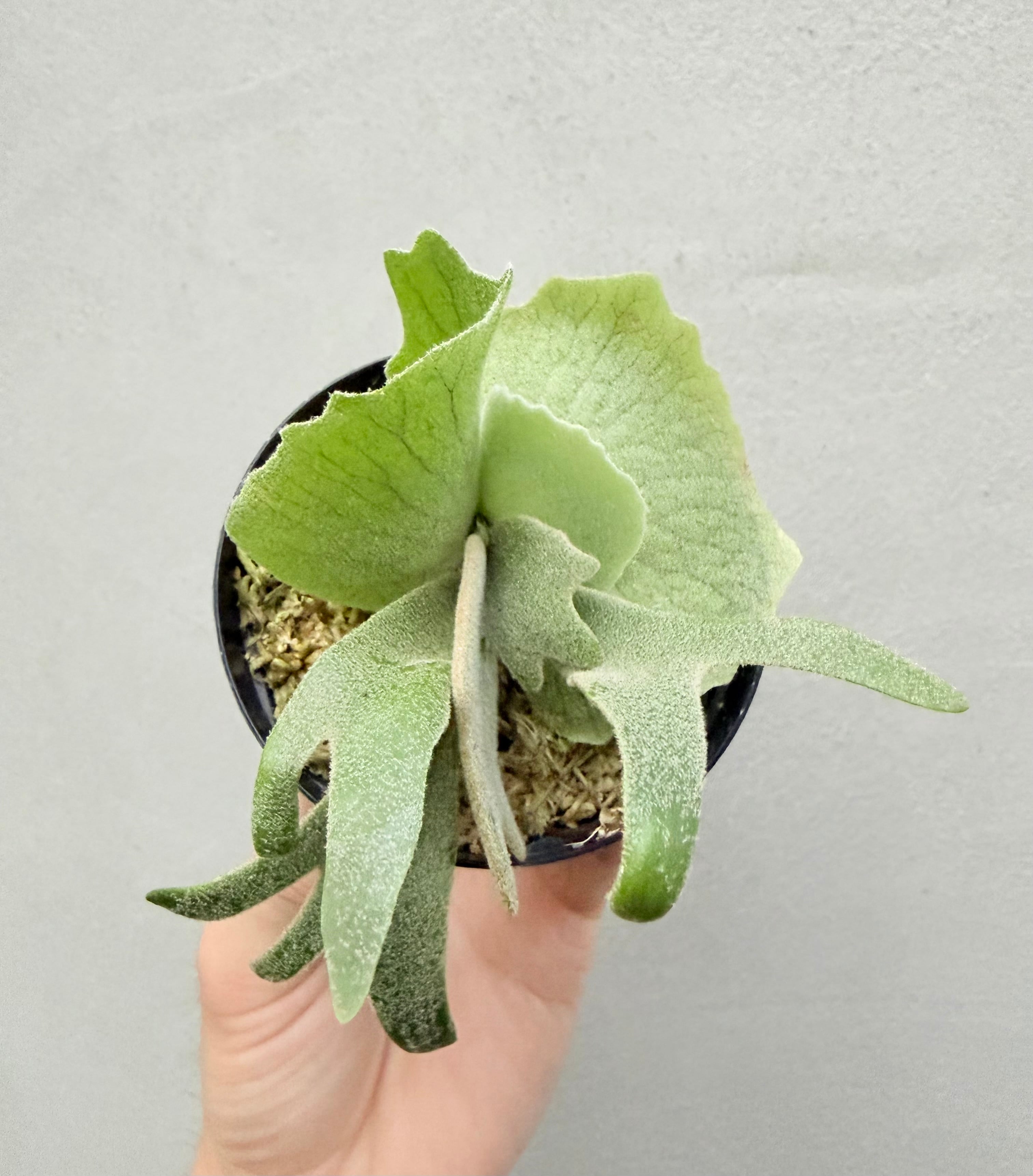 c) P. willinckii 'Frosty Maiden' spore grown ③ビカクシダ
