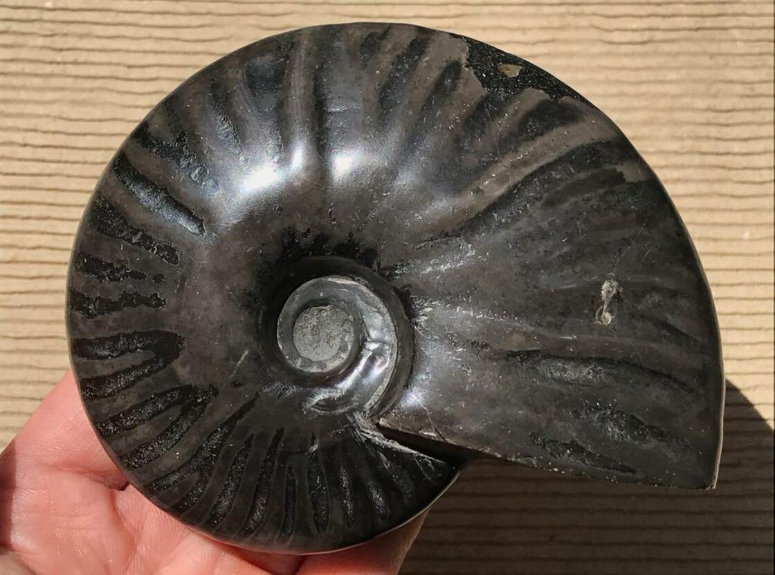 マダガスカル産 ブラックアンモナイト化石（マダガスカリエンス）大 