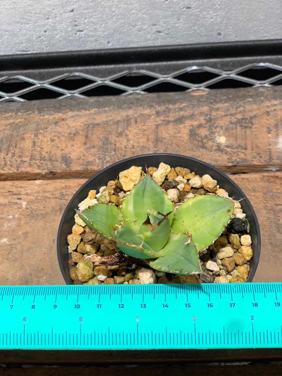 アガベ チタノタ×ロファンサ 萬代巌竜 ハイブリッド | Pay ID