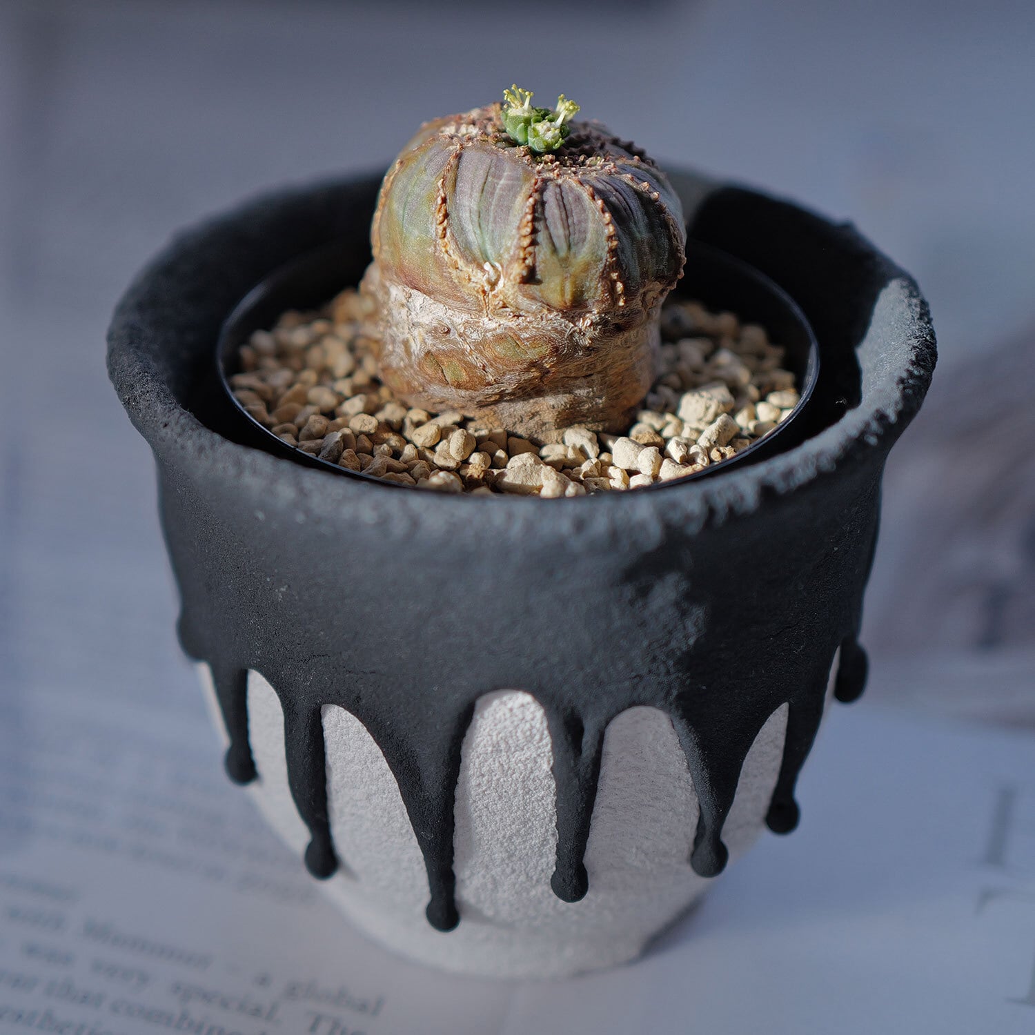 オス株【厳選株】異型 マイクロ 捻じれ ラギット オベサ