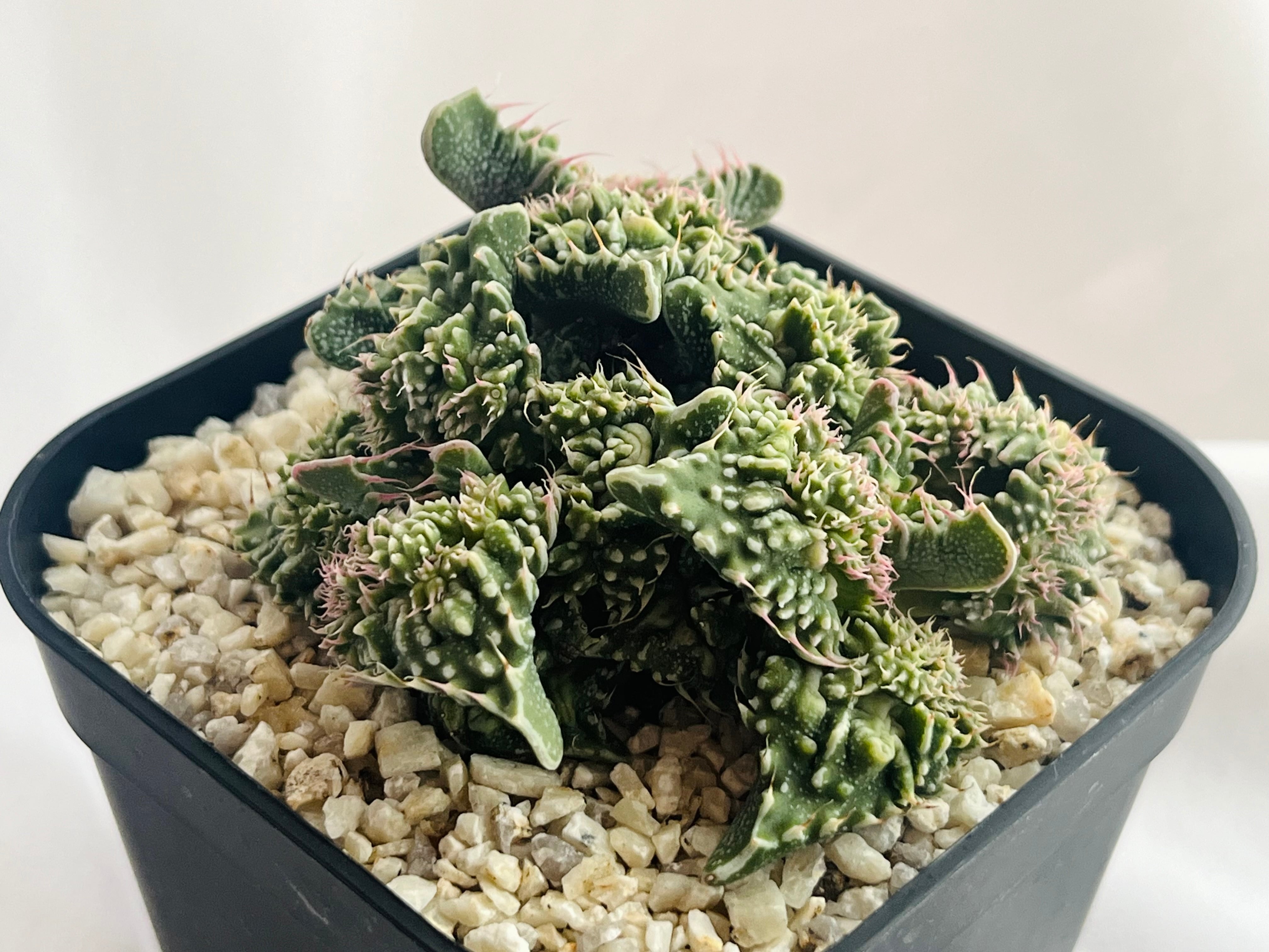 Faucaria 'Dotou' 怒涛 多肉植物 | plants MARU ーサボテン・多肉植物