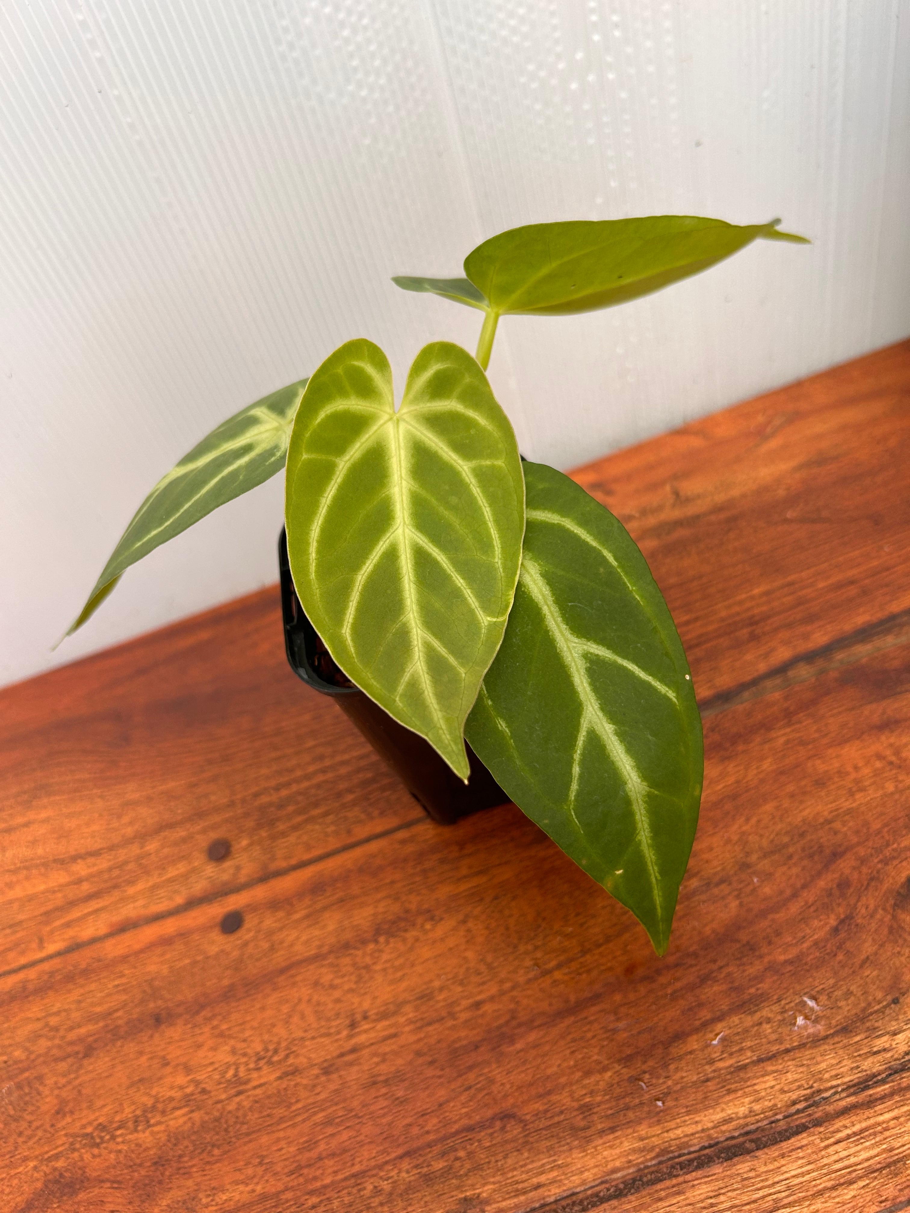 Anthurium | BALI-AN 園芸